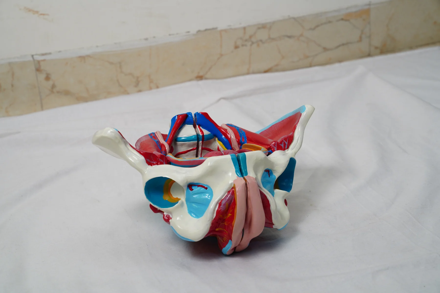 Female Pelvis Model