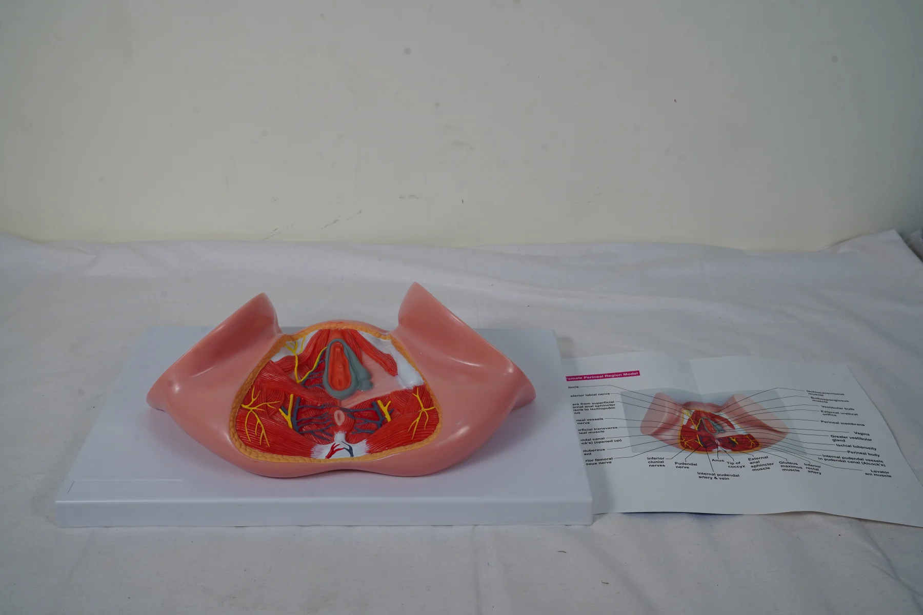 Female Perineal Region Model thumbnail 5