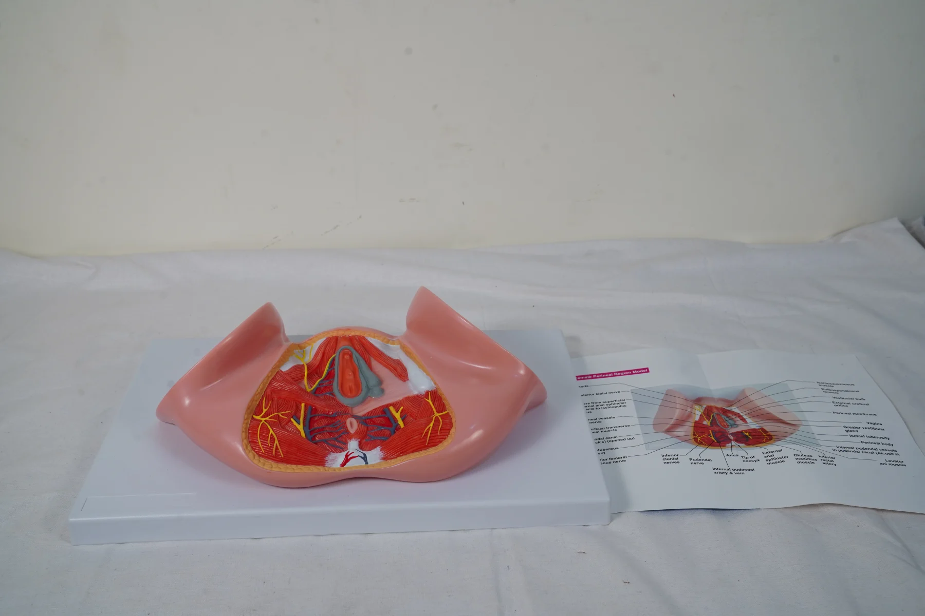 Female Perineal Region Model thumbnail 4