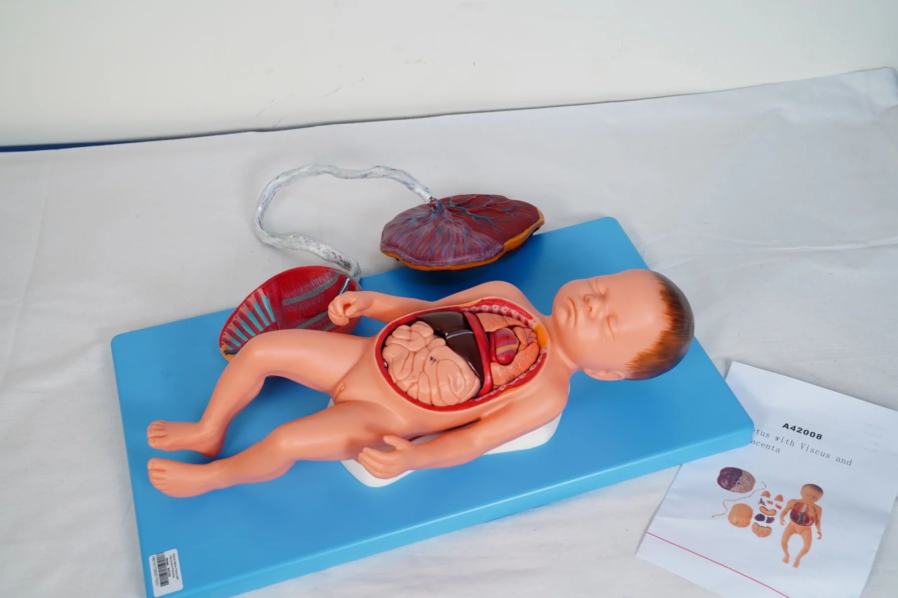Fetus With Viscus and Placenta thumbnail 2