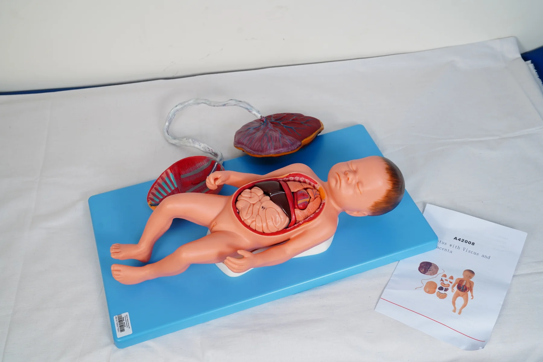 Fetus With Viscus and Placenta thumbnail 3