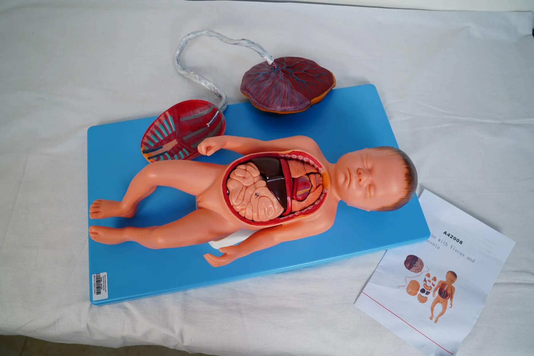 Fetus With Viscus and Placenta thumbnail 4