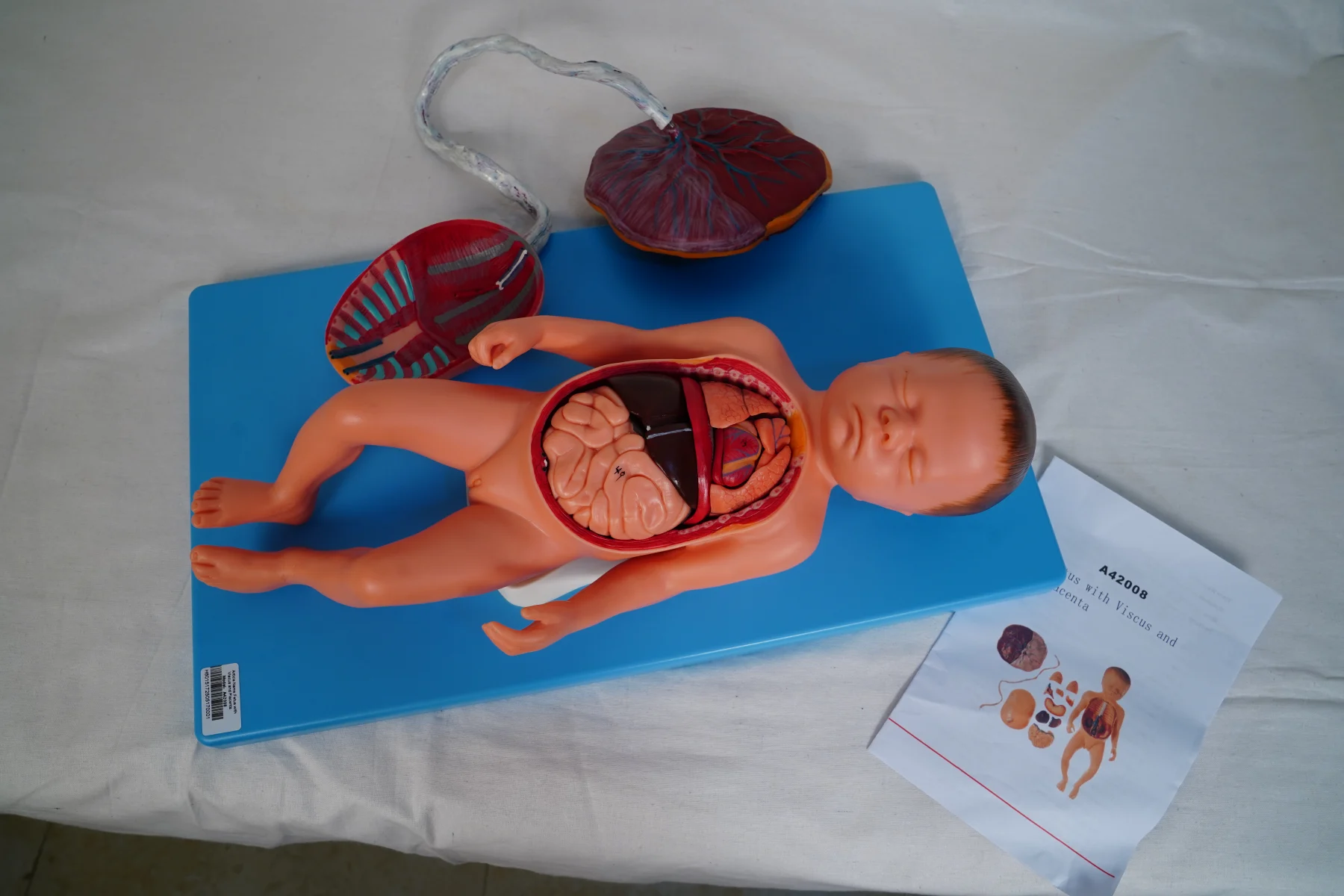 Fetus With Viscus and Placenta thumbnail 5