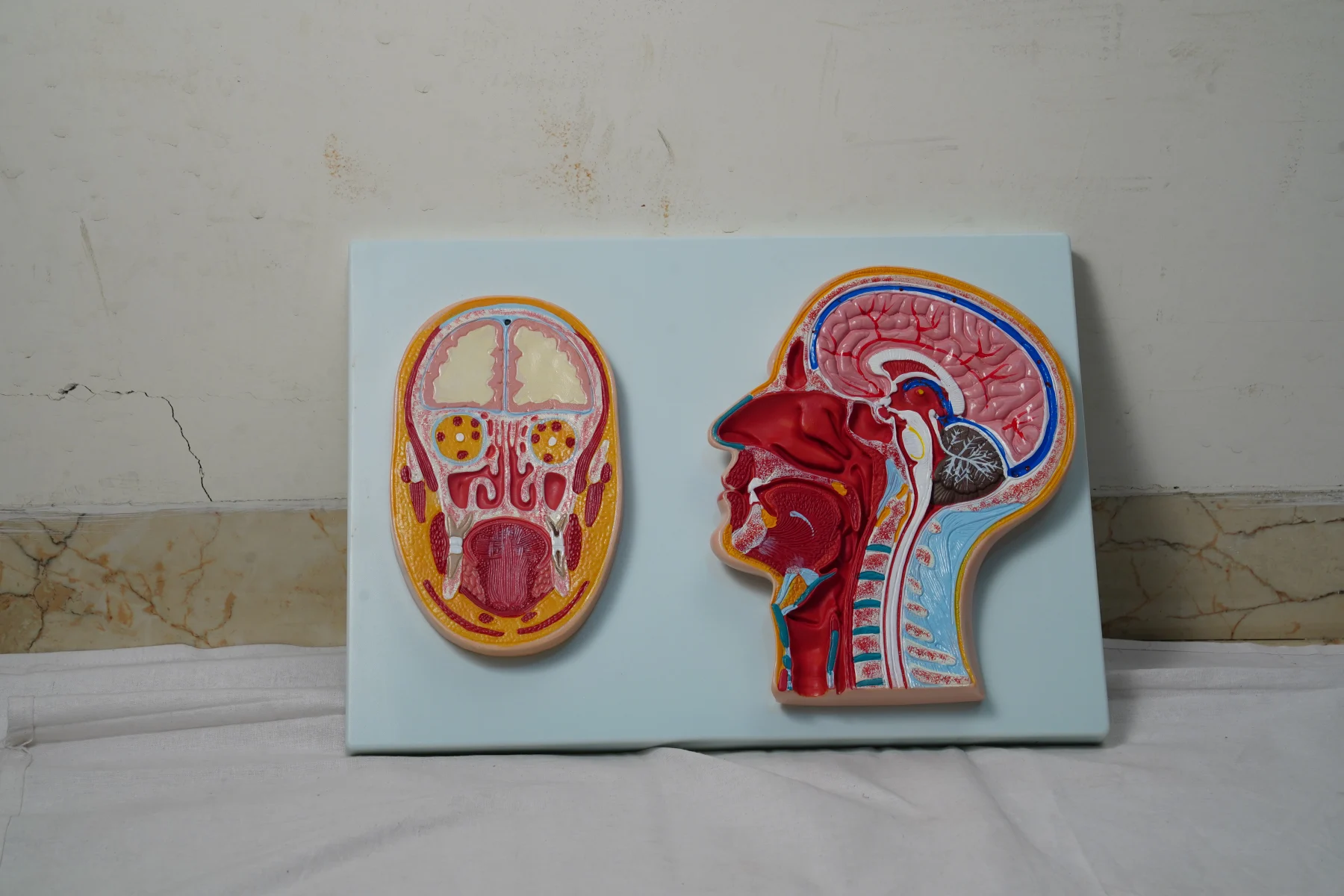 Median Section of The Head thumbnail 4