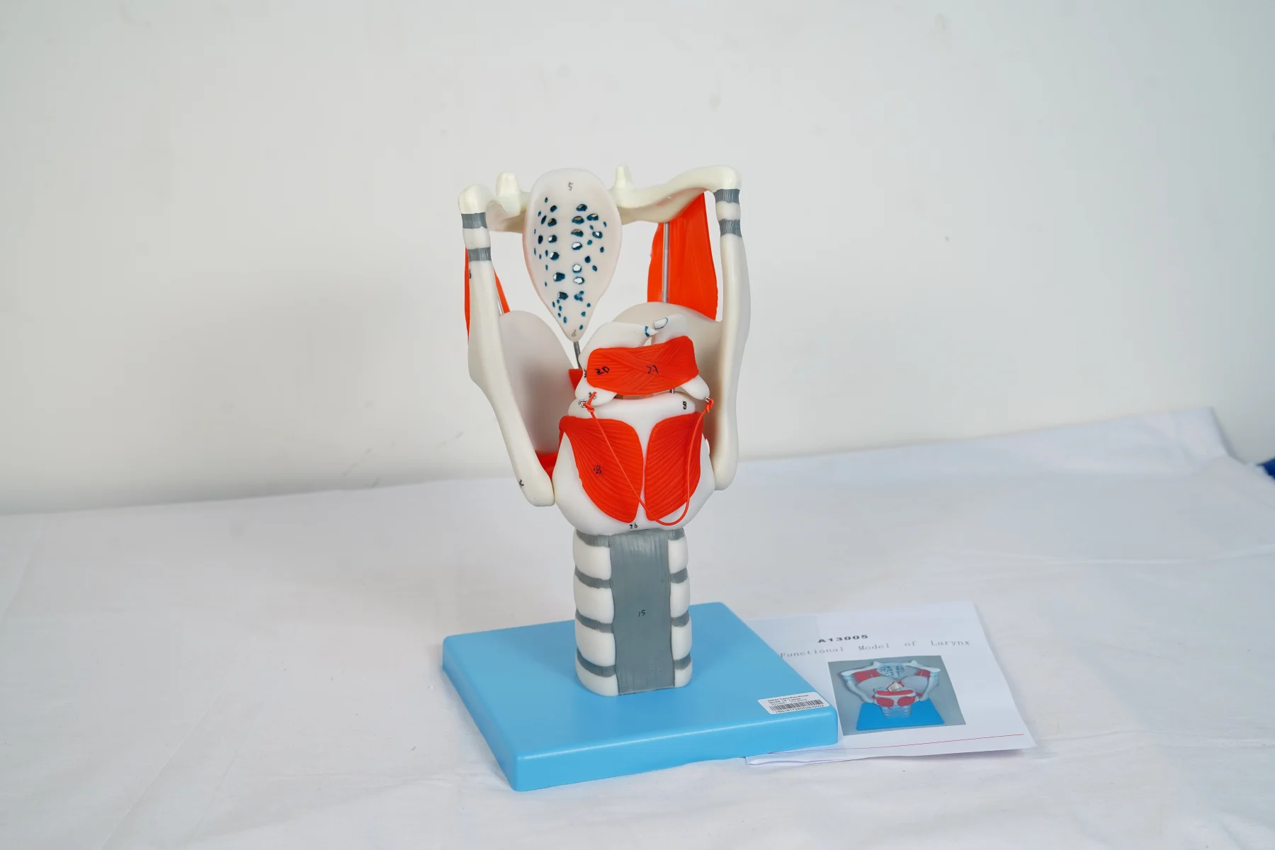 Larynx thumbnail 5