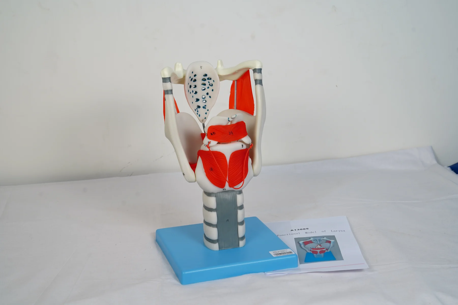 Larynx