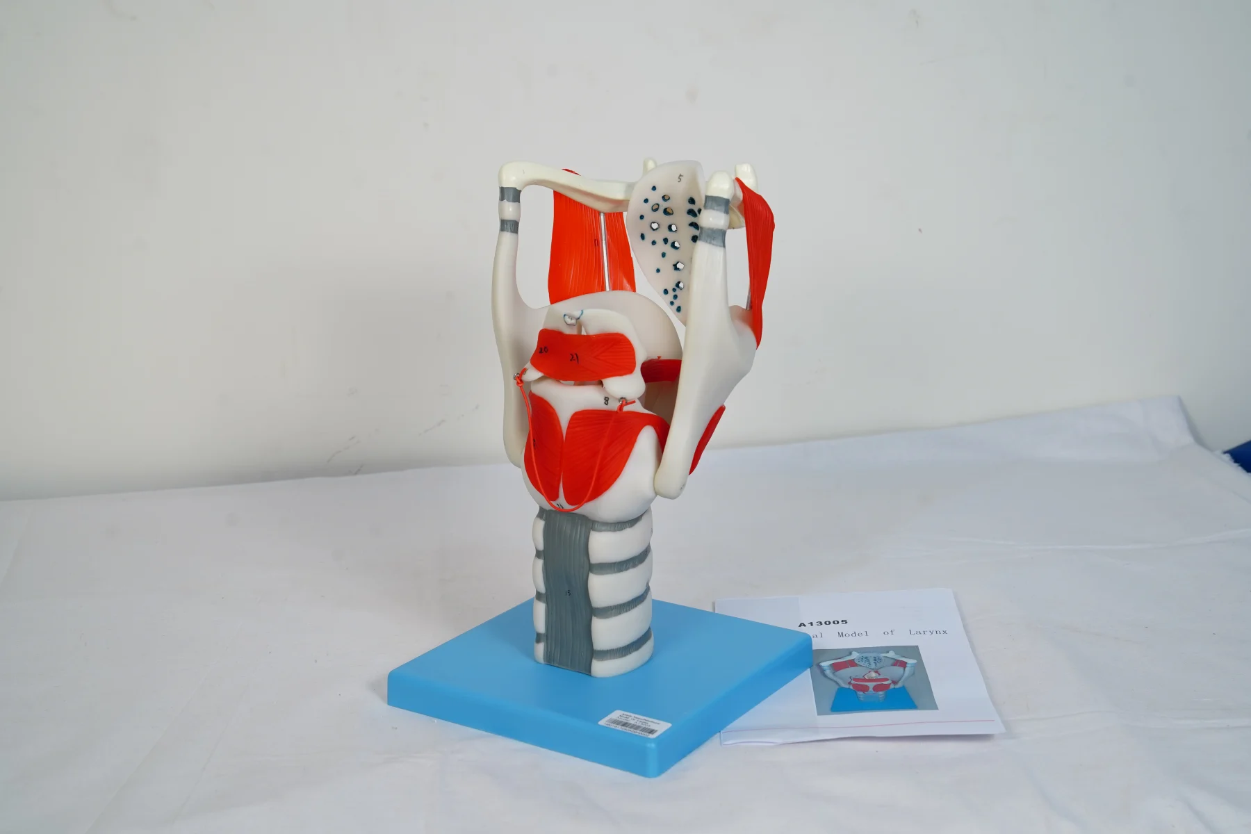 Larynx thumbnail 2