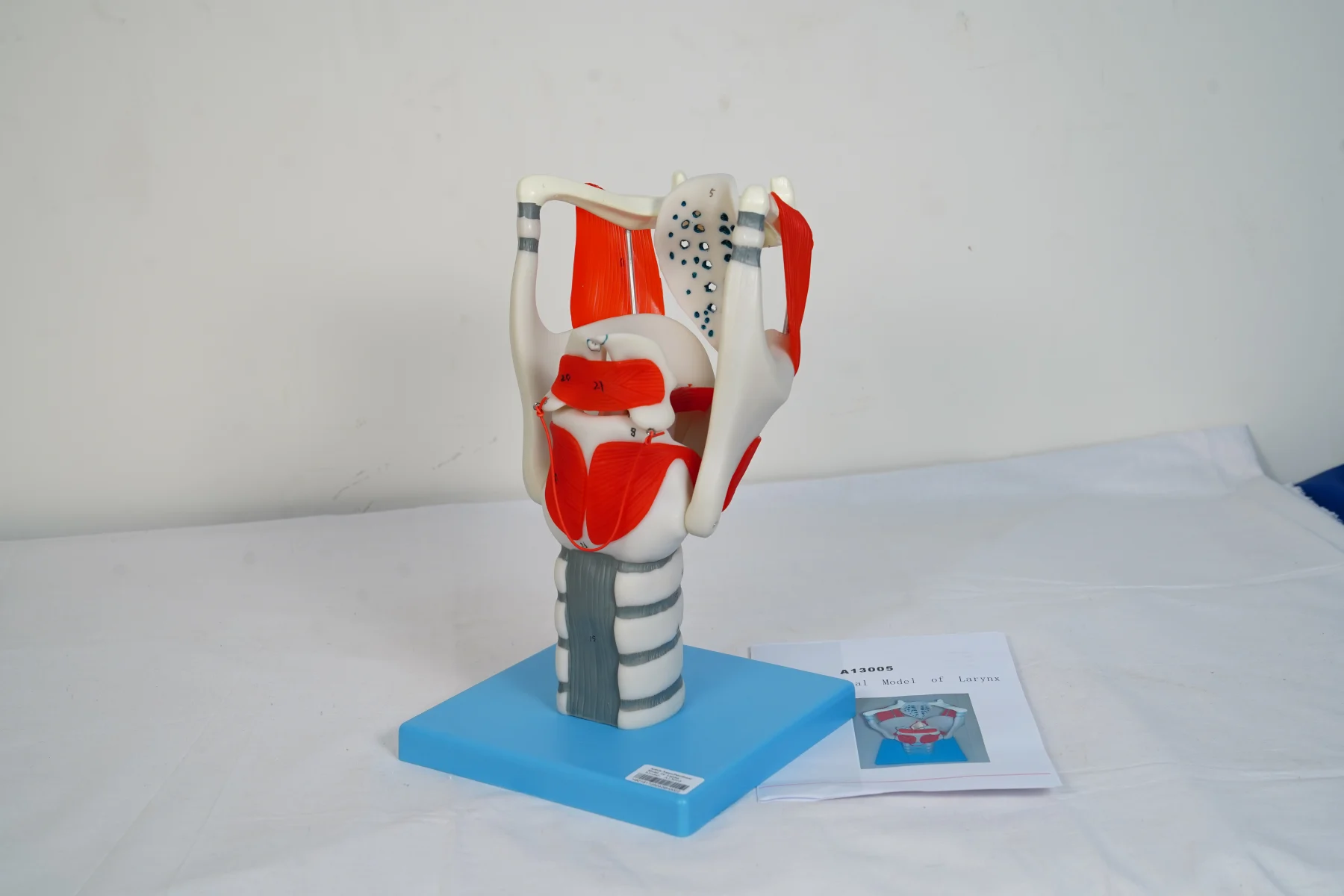 Larynx thumbnail 3