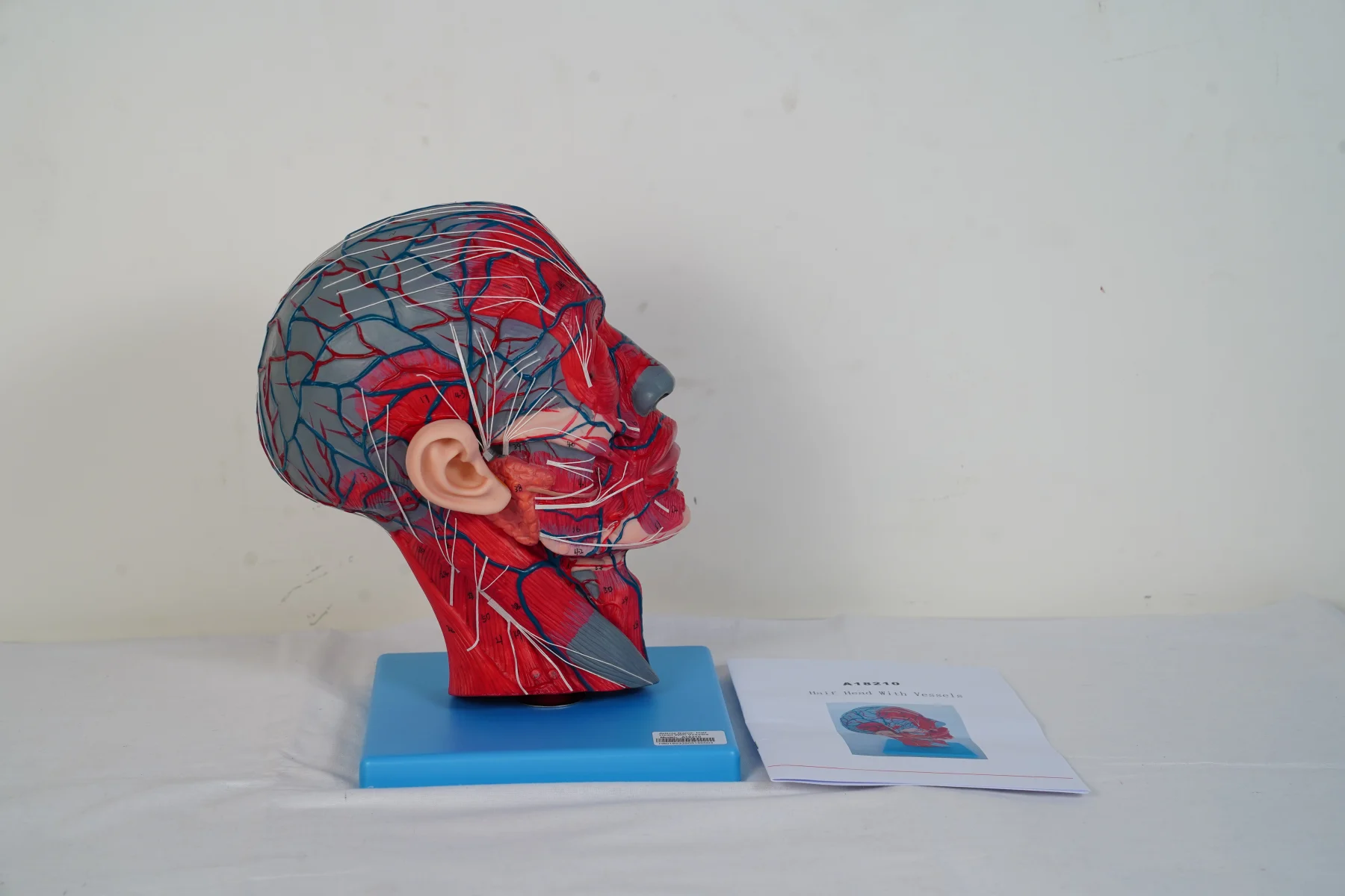 Half Head With Vessels thumbnail 2