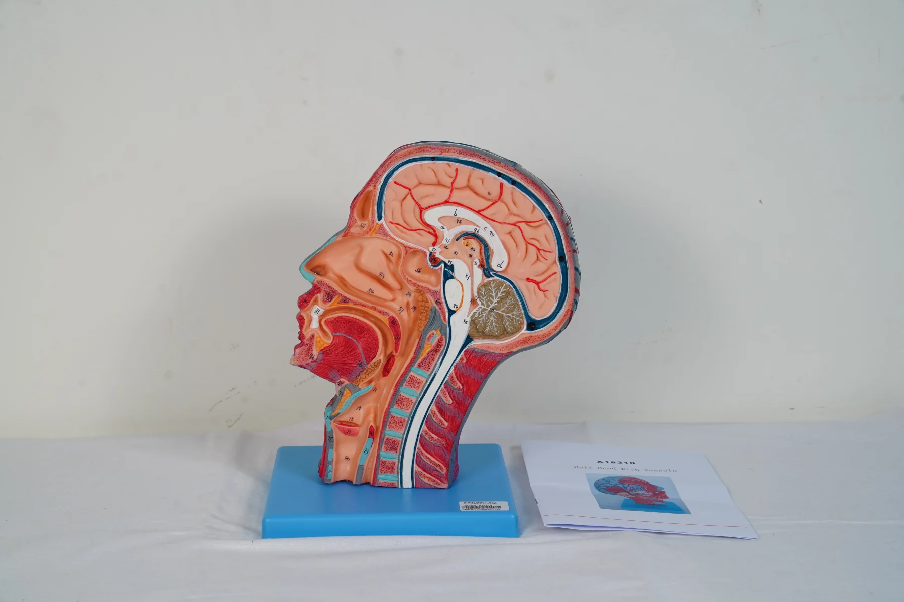 Half Head With Vessels thumbnail 4