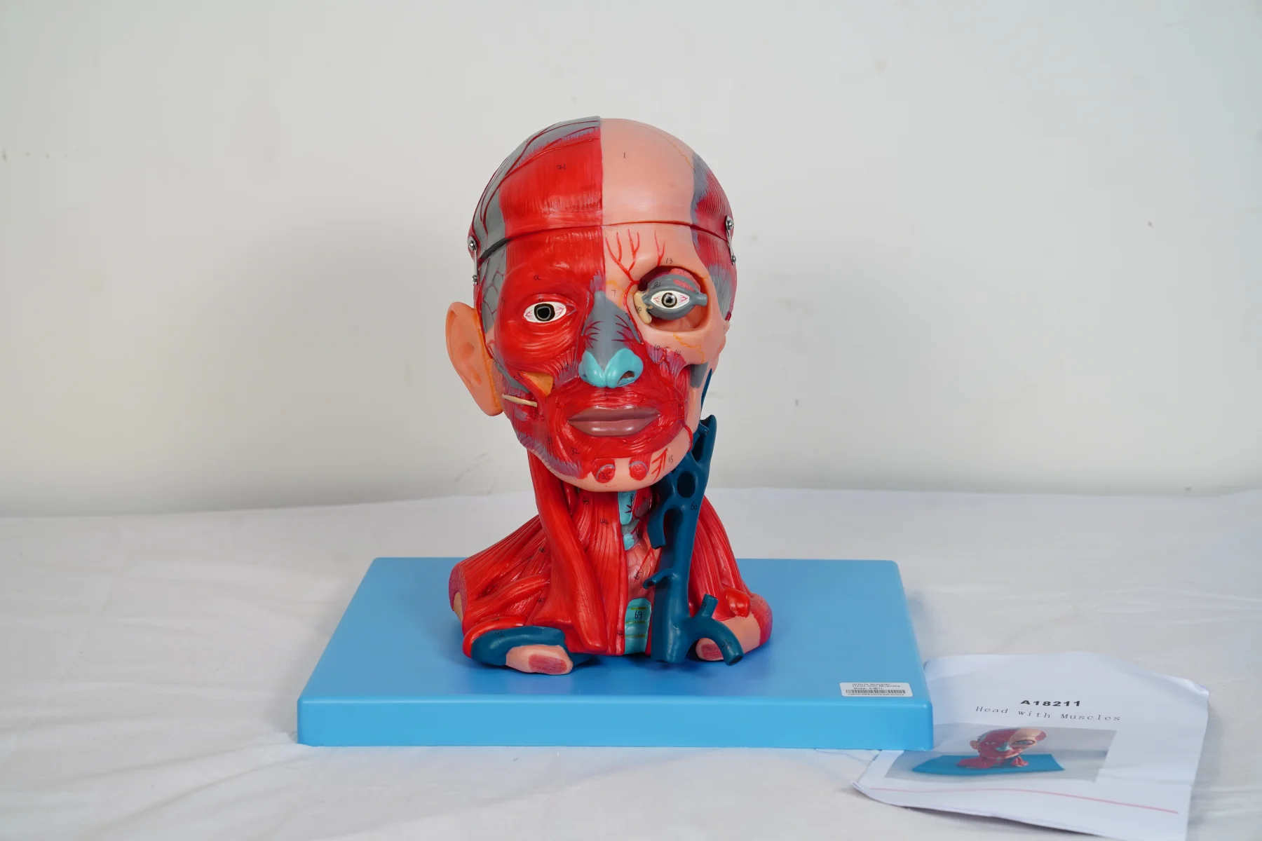 Head With Muscles thumbnail 6
