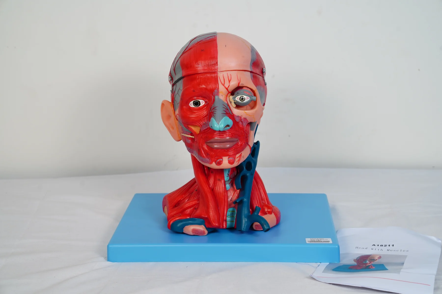 Head With Muscles