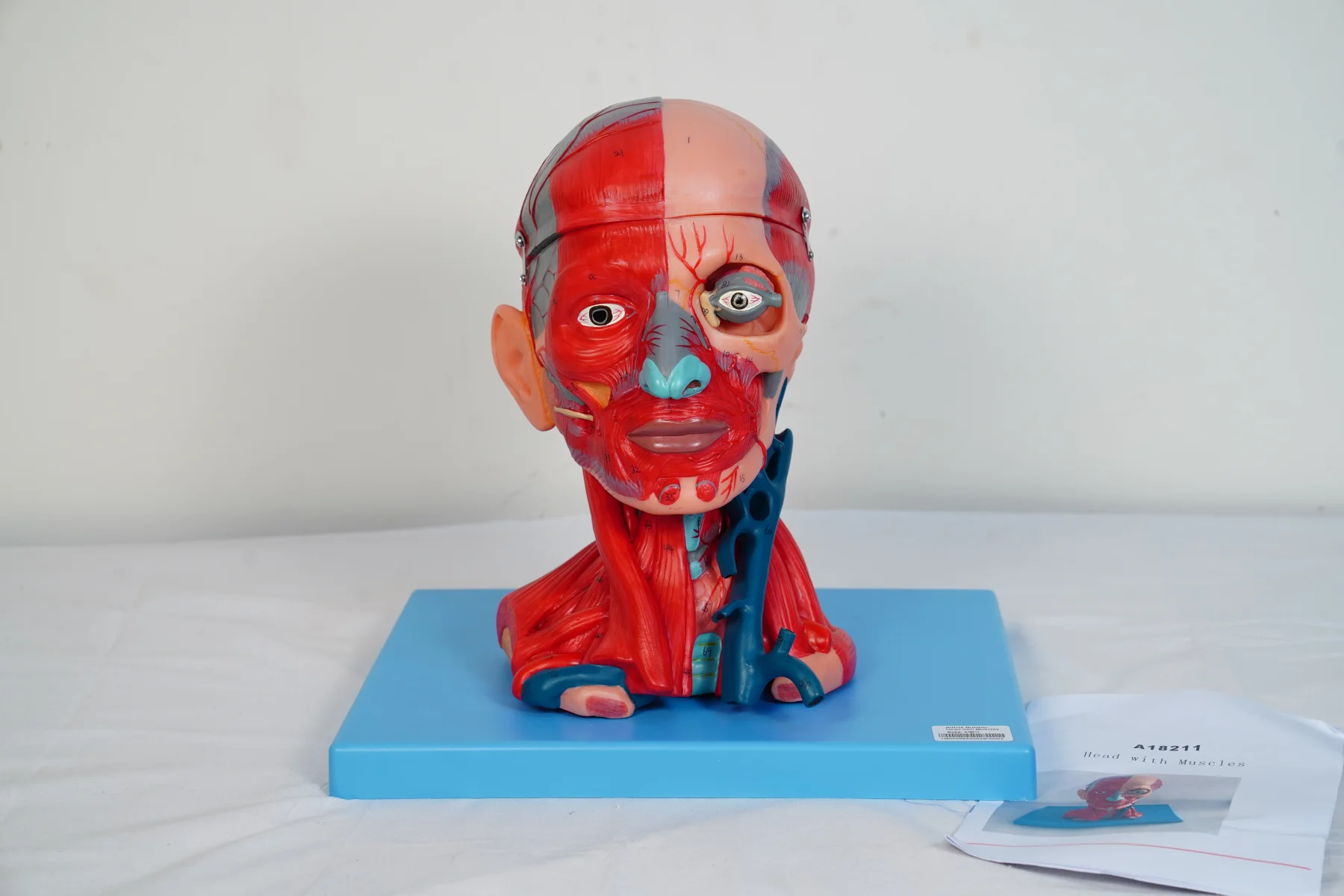 Head With Muscles thumbnail 2