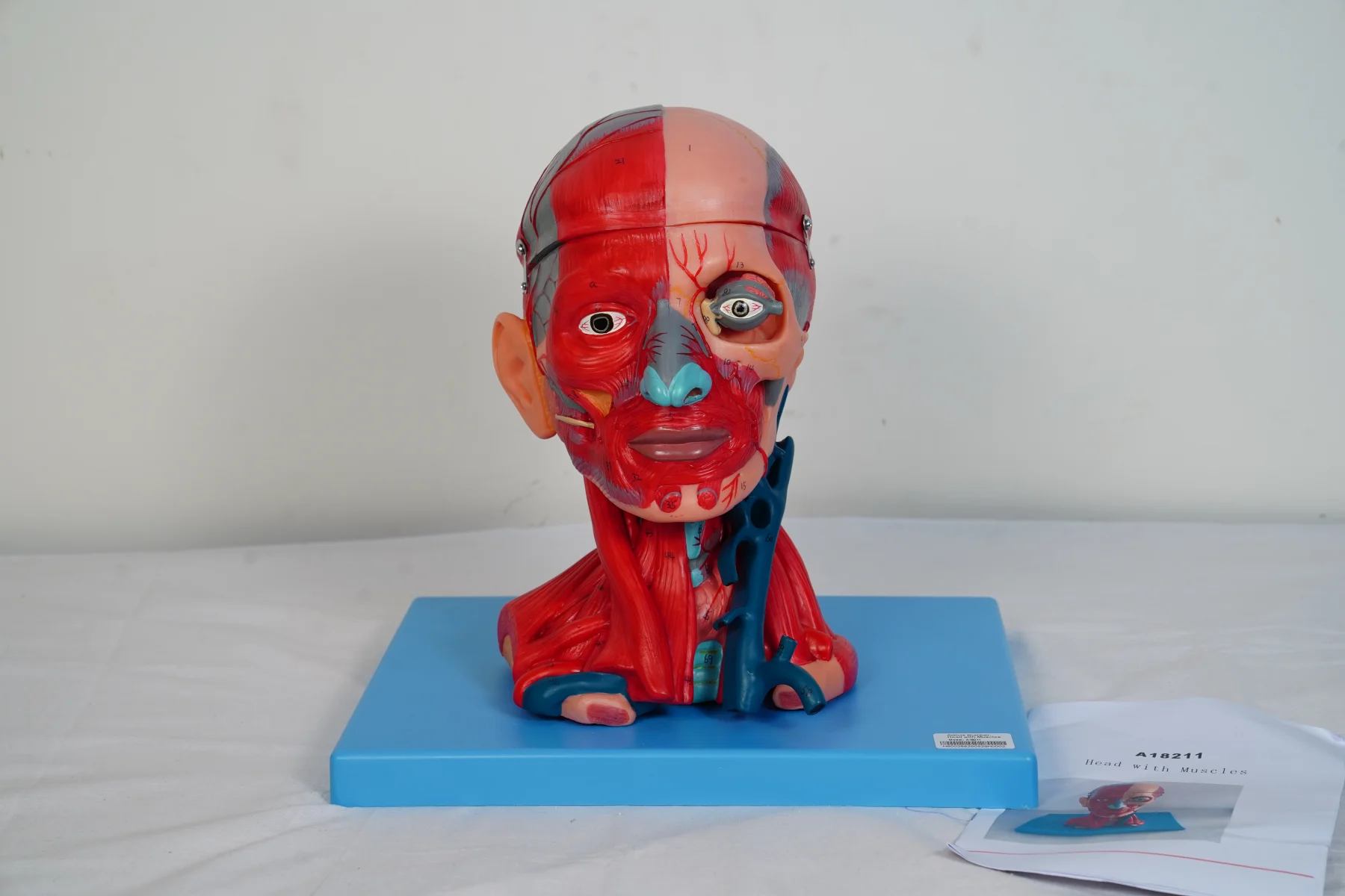 Head With Muscles thumbnail 3