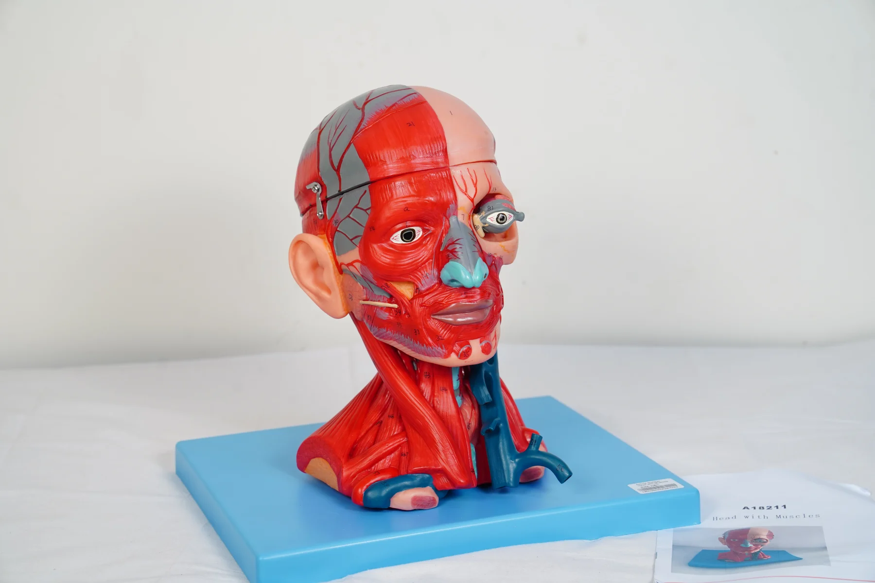Head With Muscles thumbnail 4