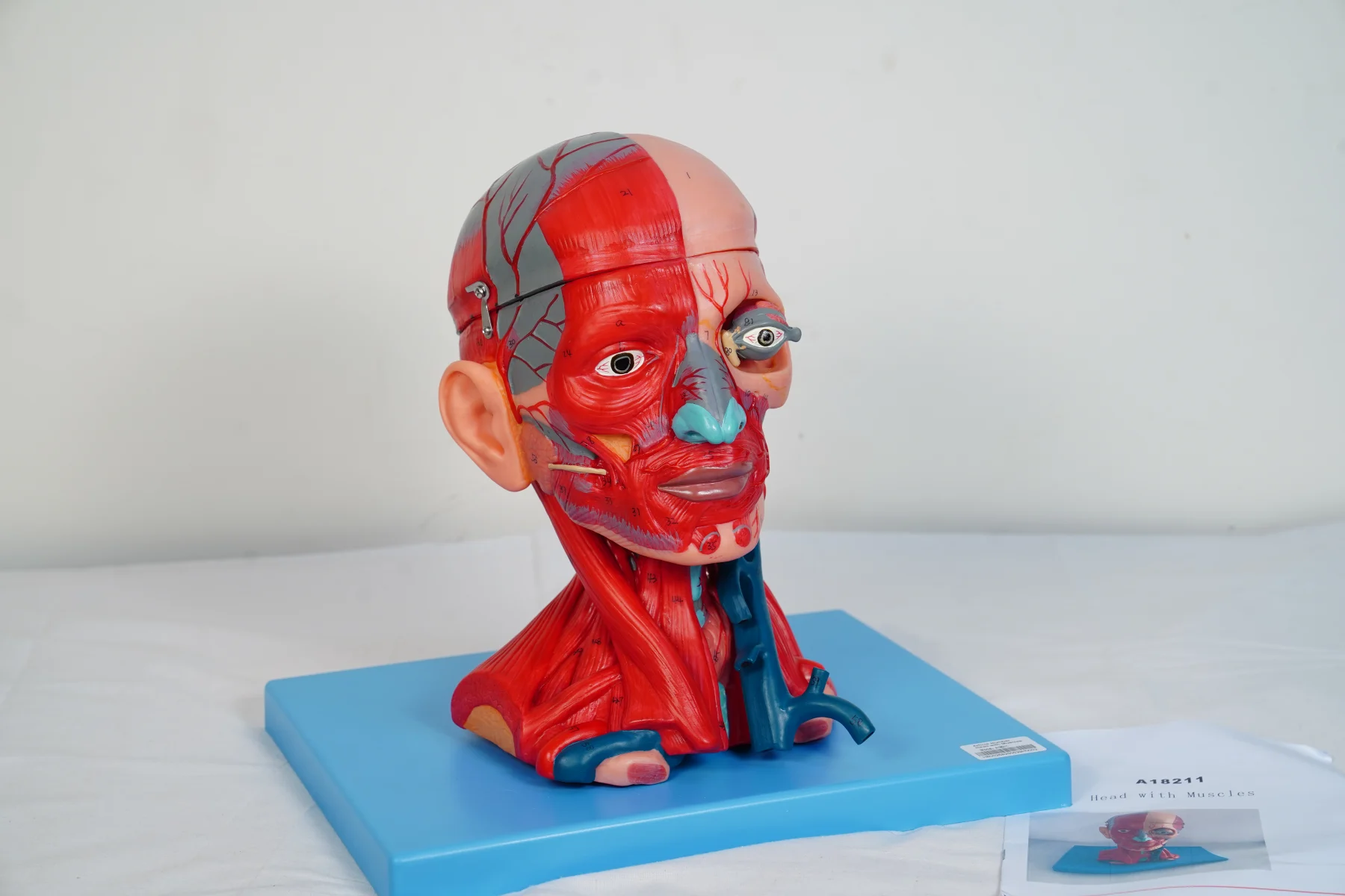 Head With Muscles thumbnail 5