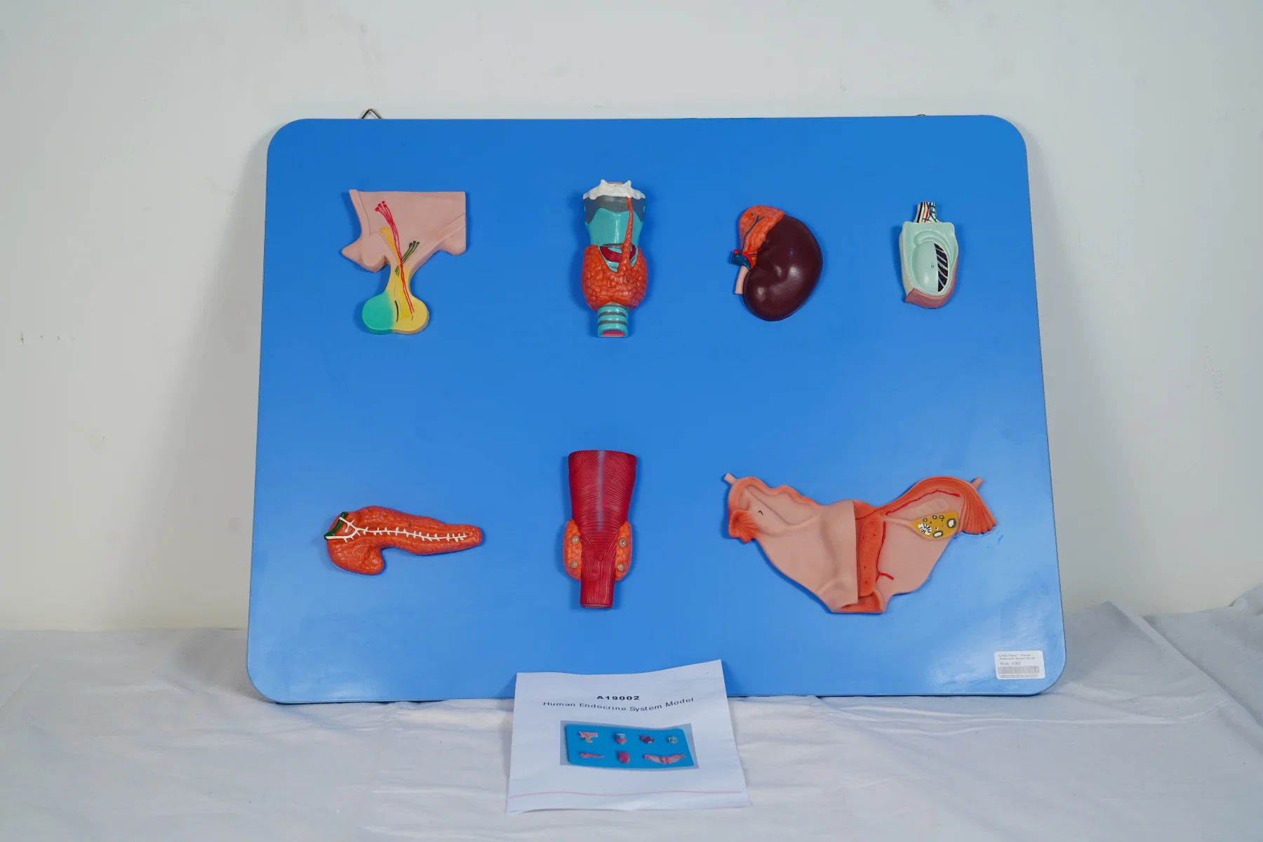 Human Endocrine System Model thumbnail 4