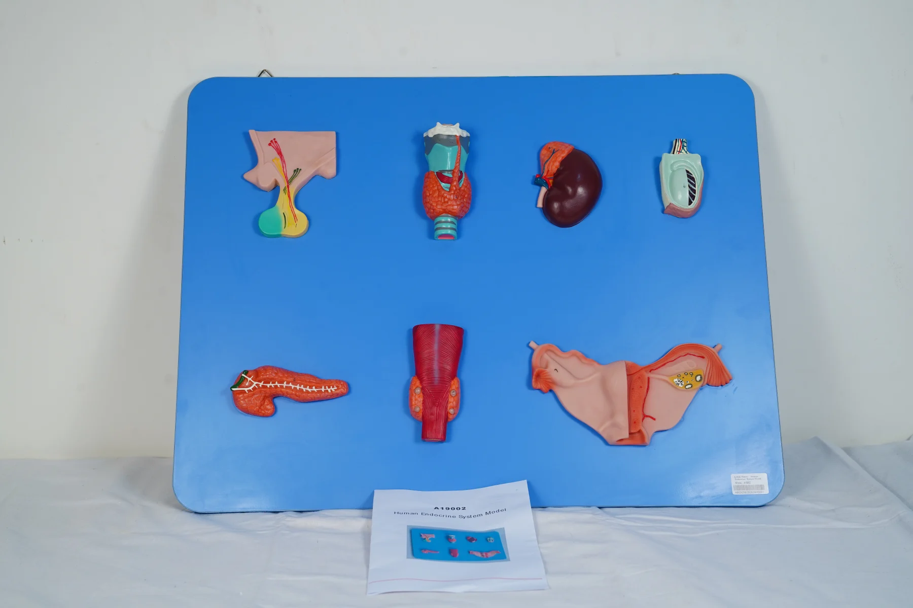 Human Endocrine System Model