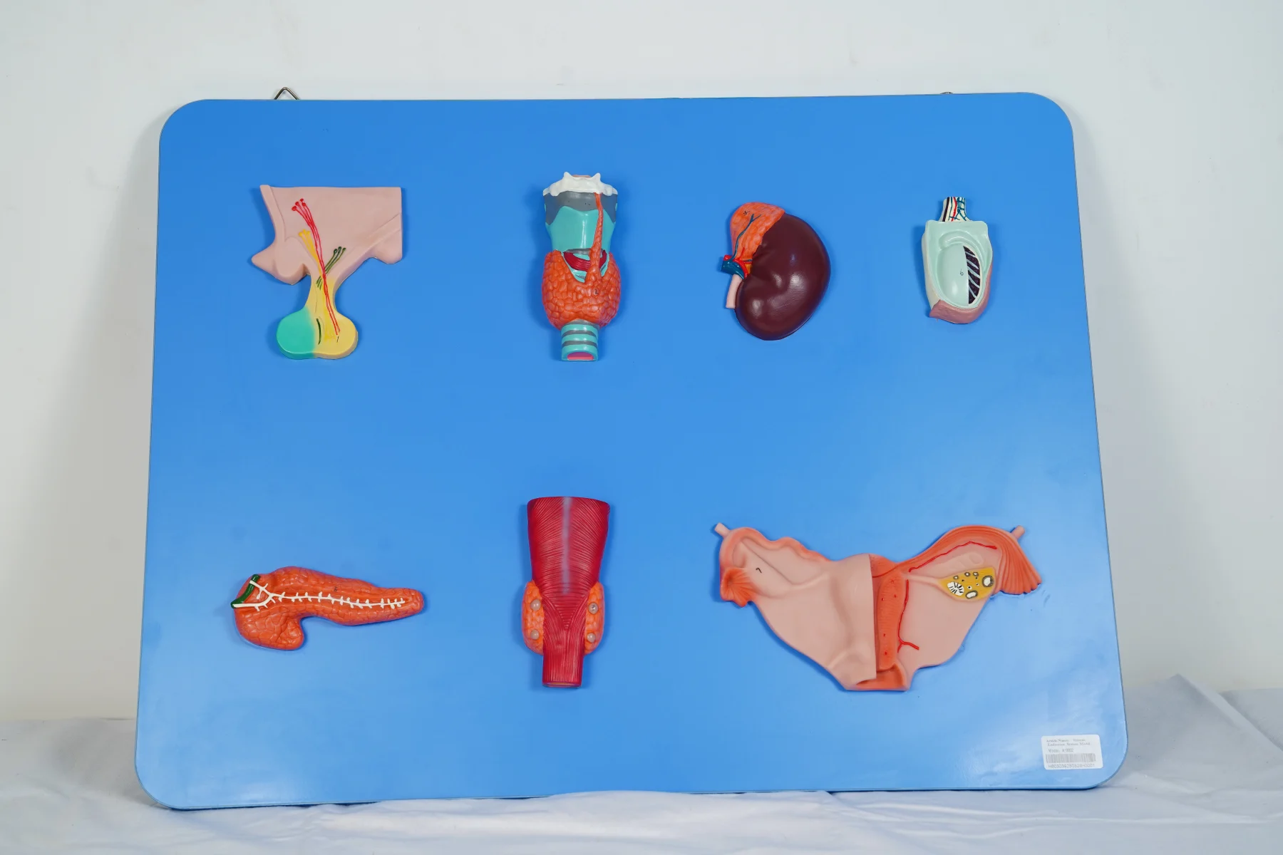 Human Endocrine System Model thumbnail 2