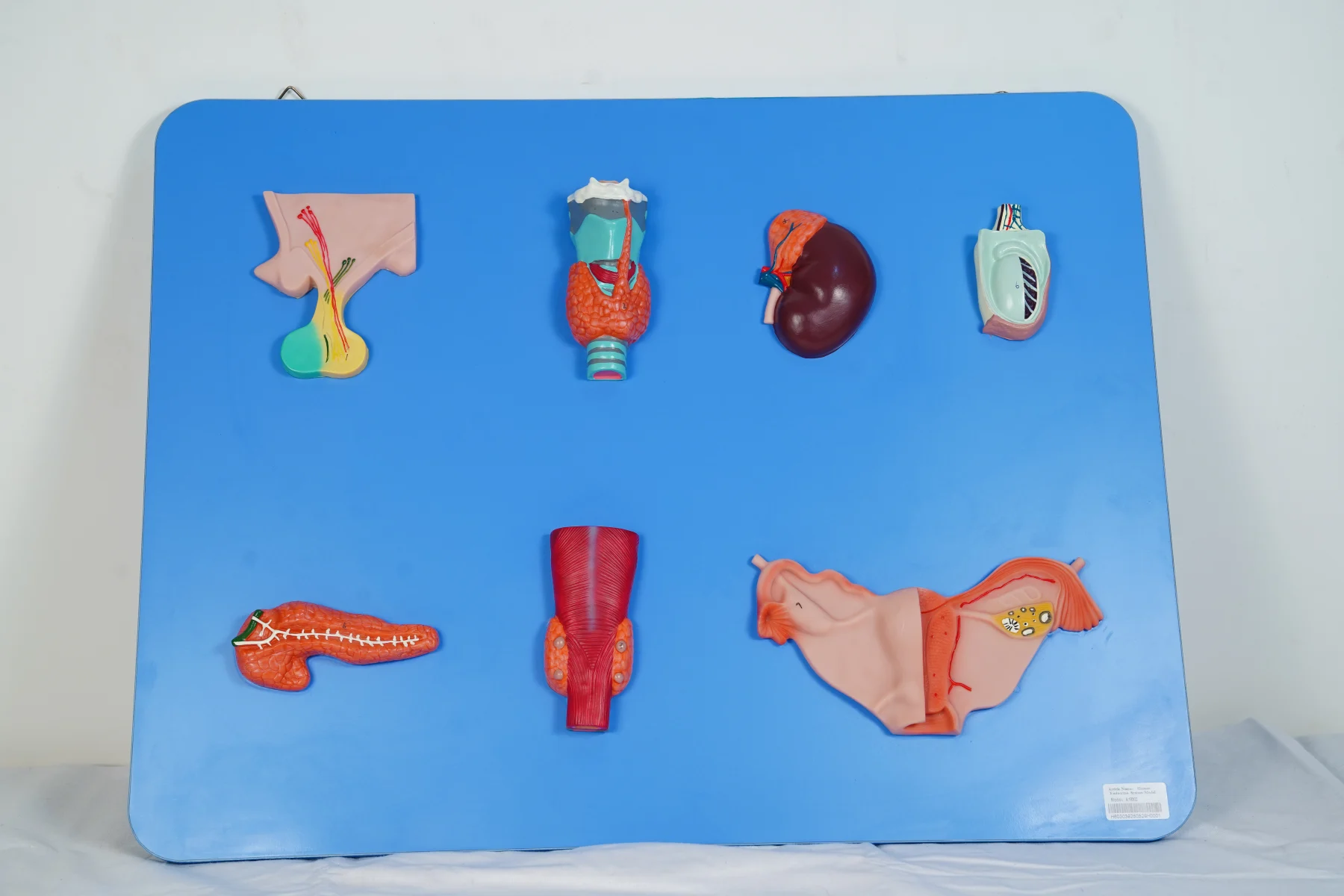 Human Endocrine System Model thumbnail 3
