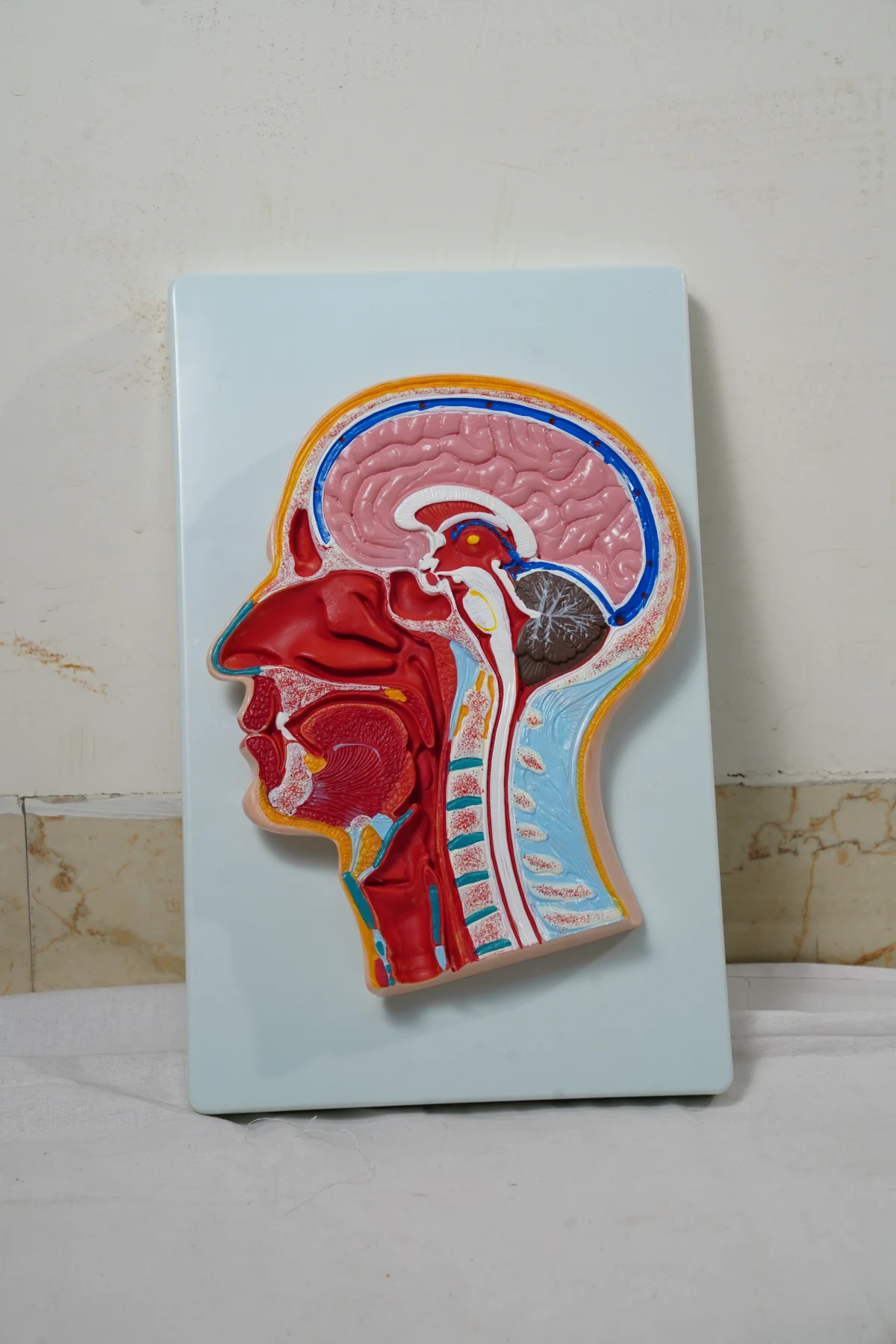 Human Head Model Sagittal Section