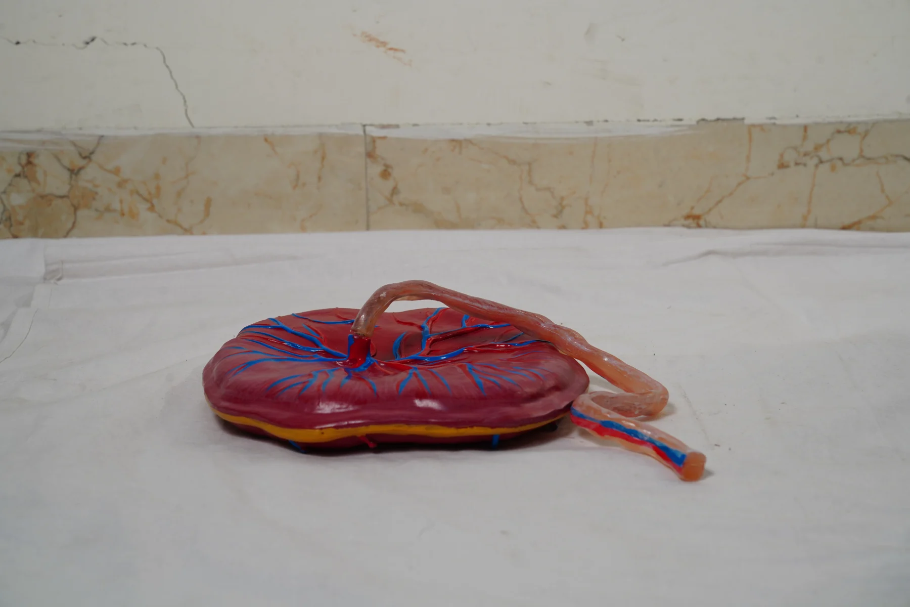 Human Placenta Model With Cord