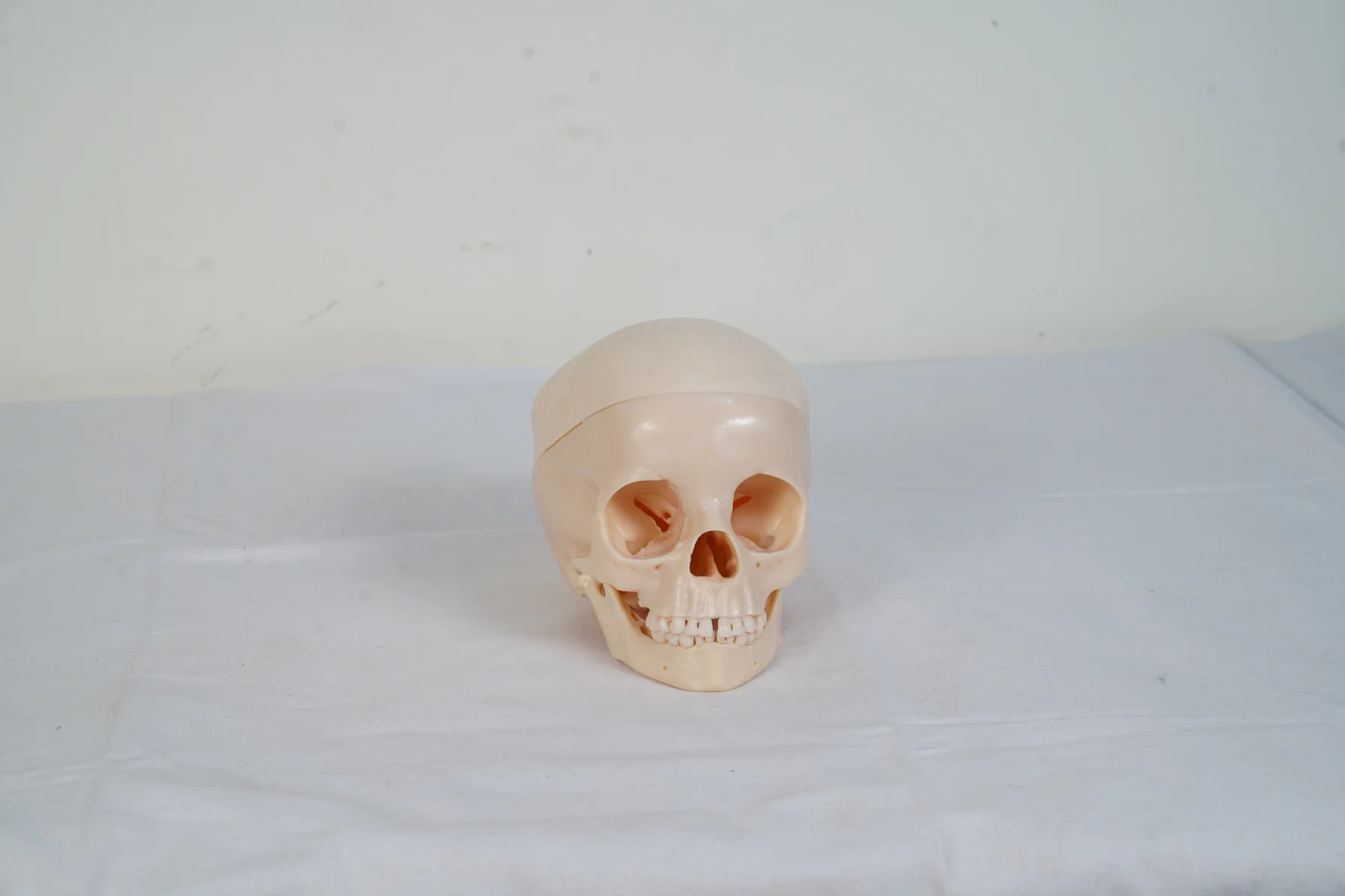 Human Skull Model thumbnail 2