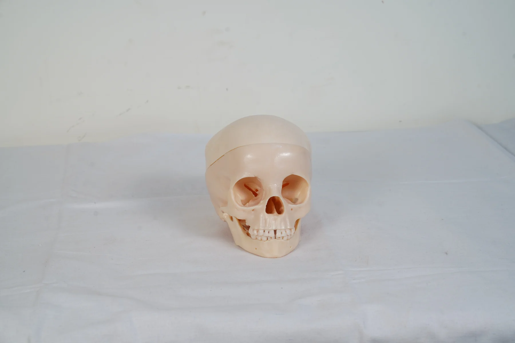 Human Skull Model