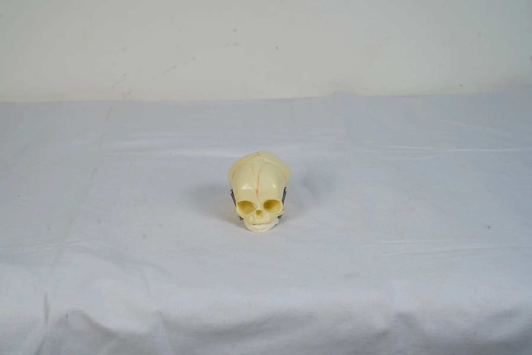 Infant Skull thumbnail 4