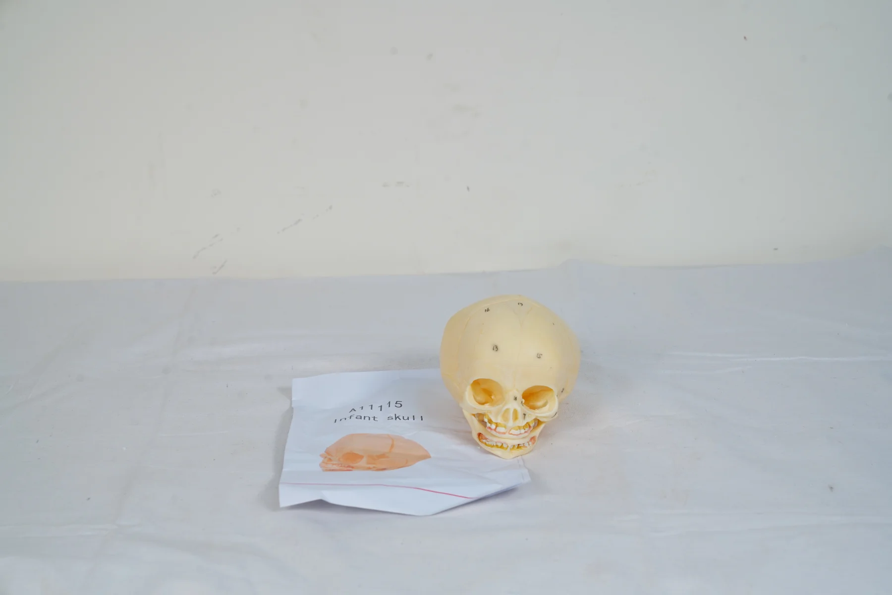 Infant Skull thumbnail 2