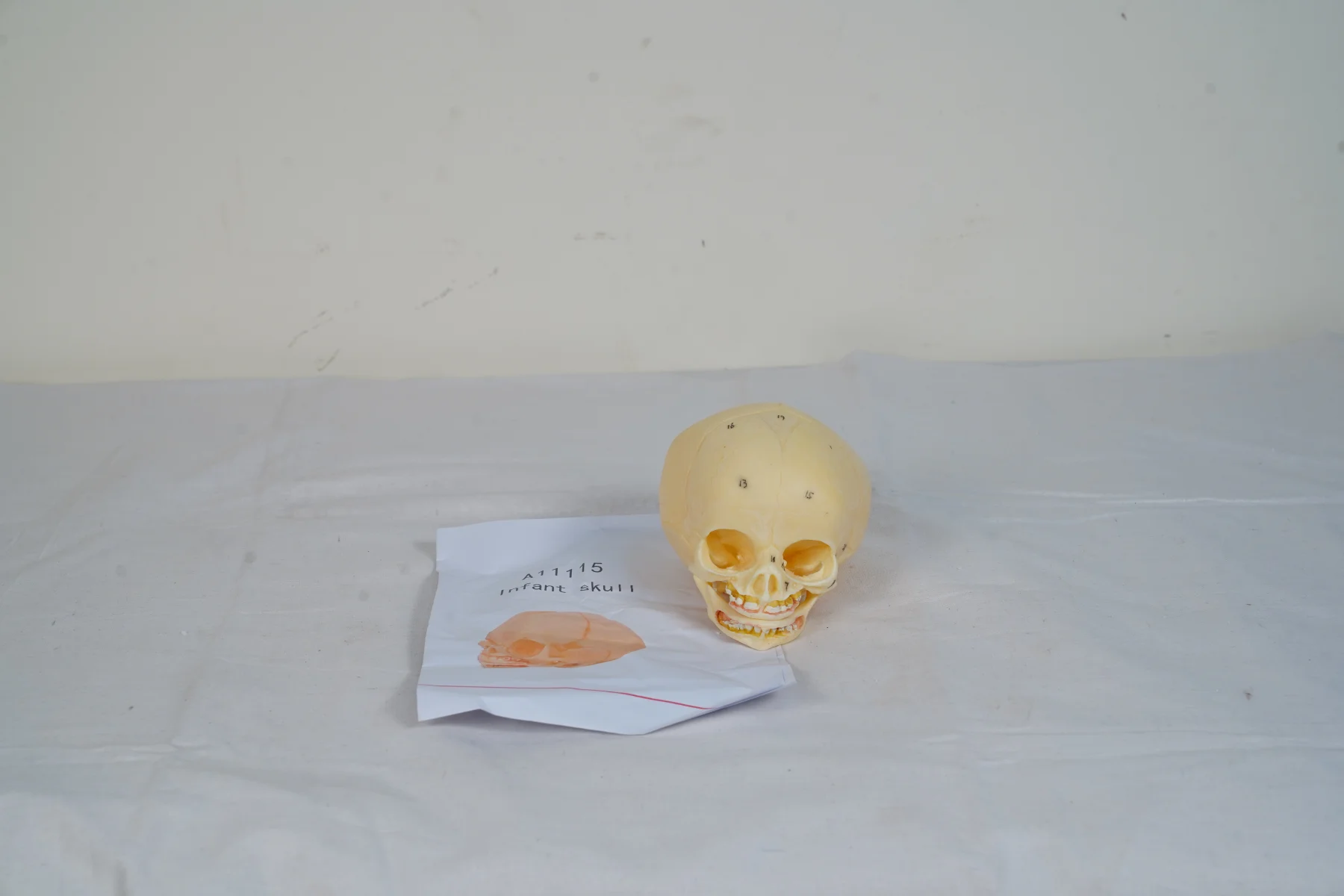 Infant Skull thumbnail 3