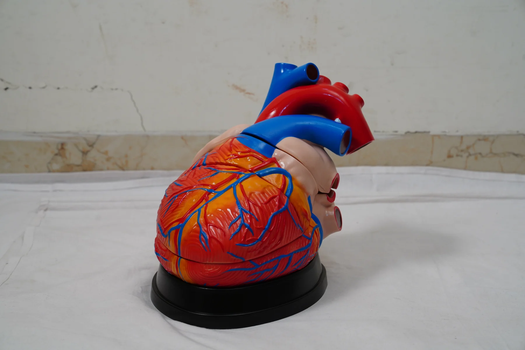 Jumbo Heart Model