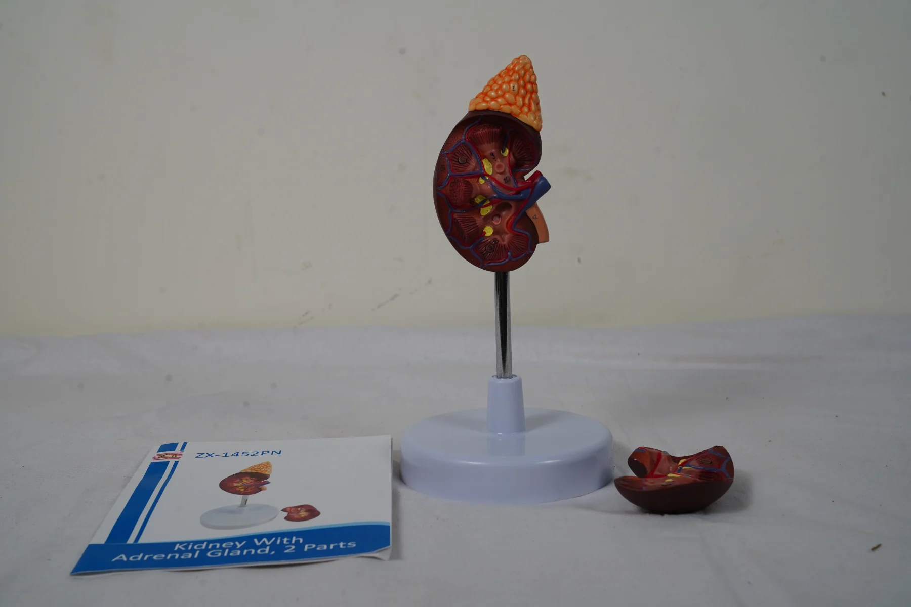 Kidney With Adrenal Gland 2 Parts thumbnail 10