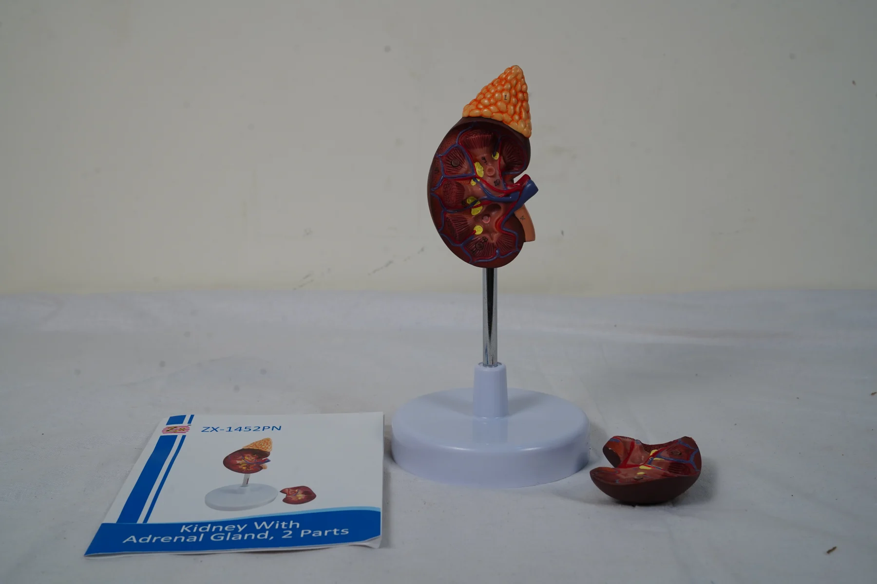 Kidney With Adrenal Gland 2 Parts thumbnail 5