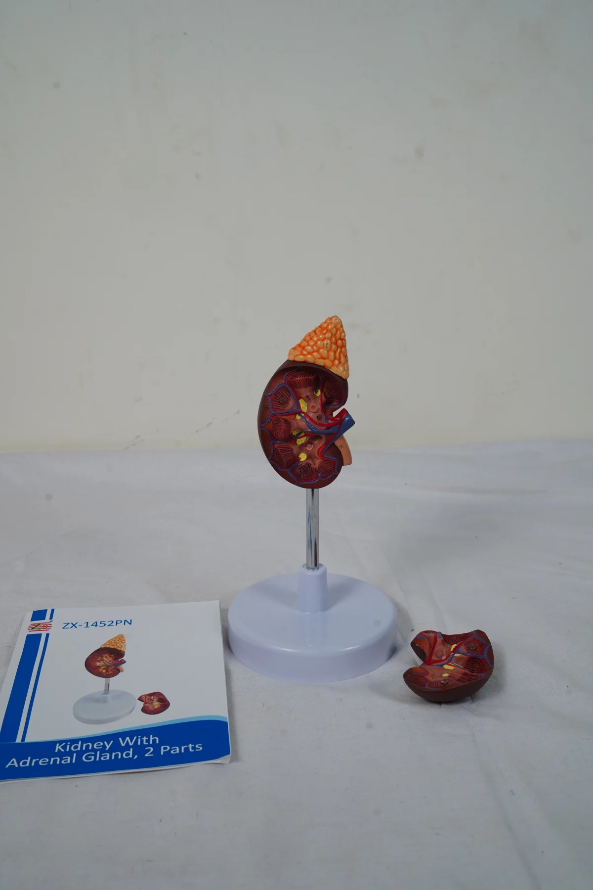 Kidney With Adrenal Gland 2 Parts thumbnail 6