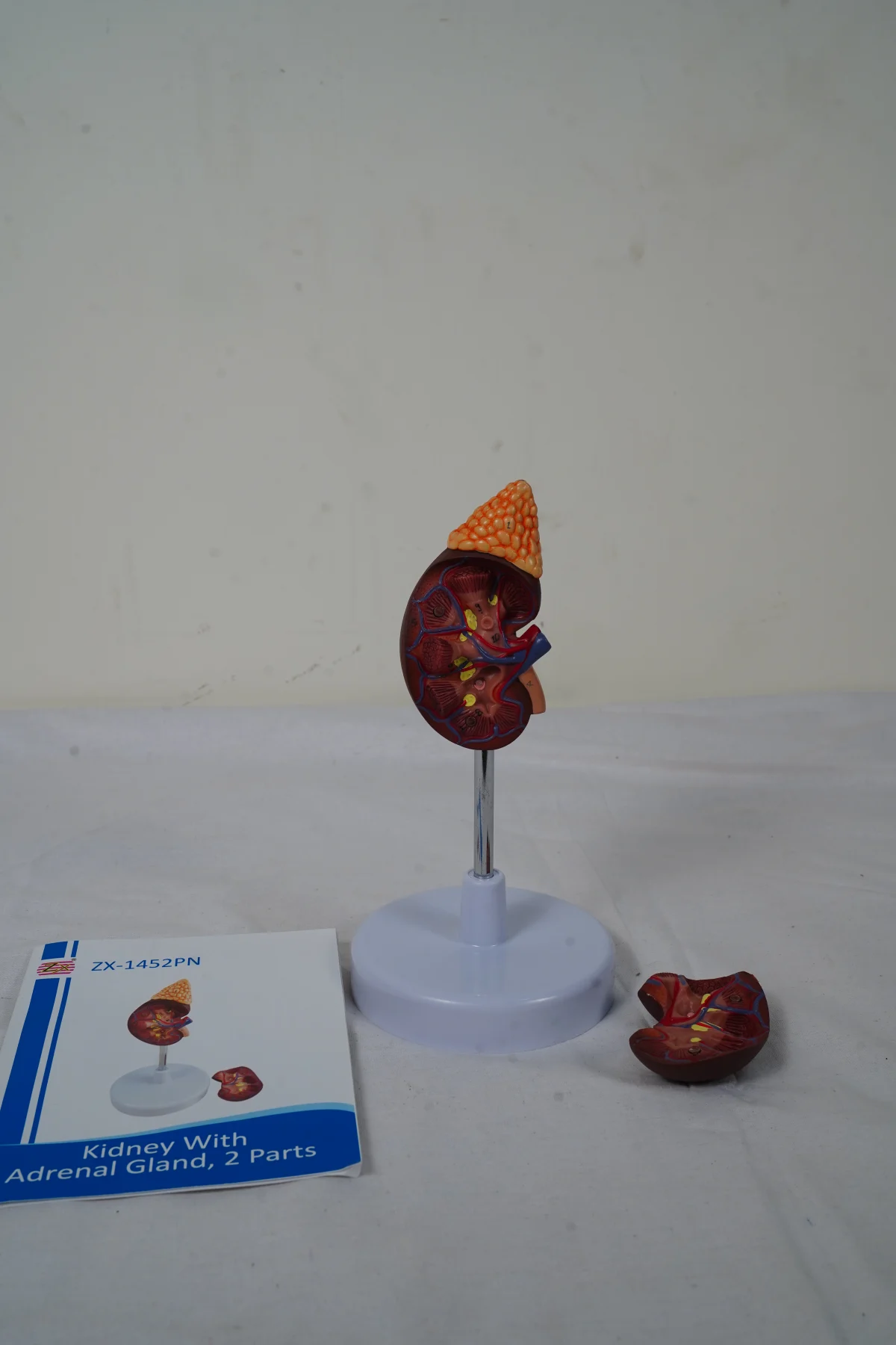 Kidney With Adrenal Gland 2 Parts thumbnail 7
