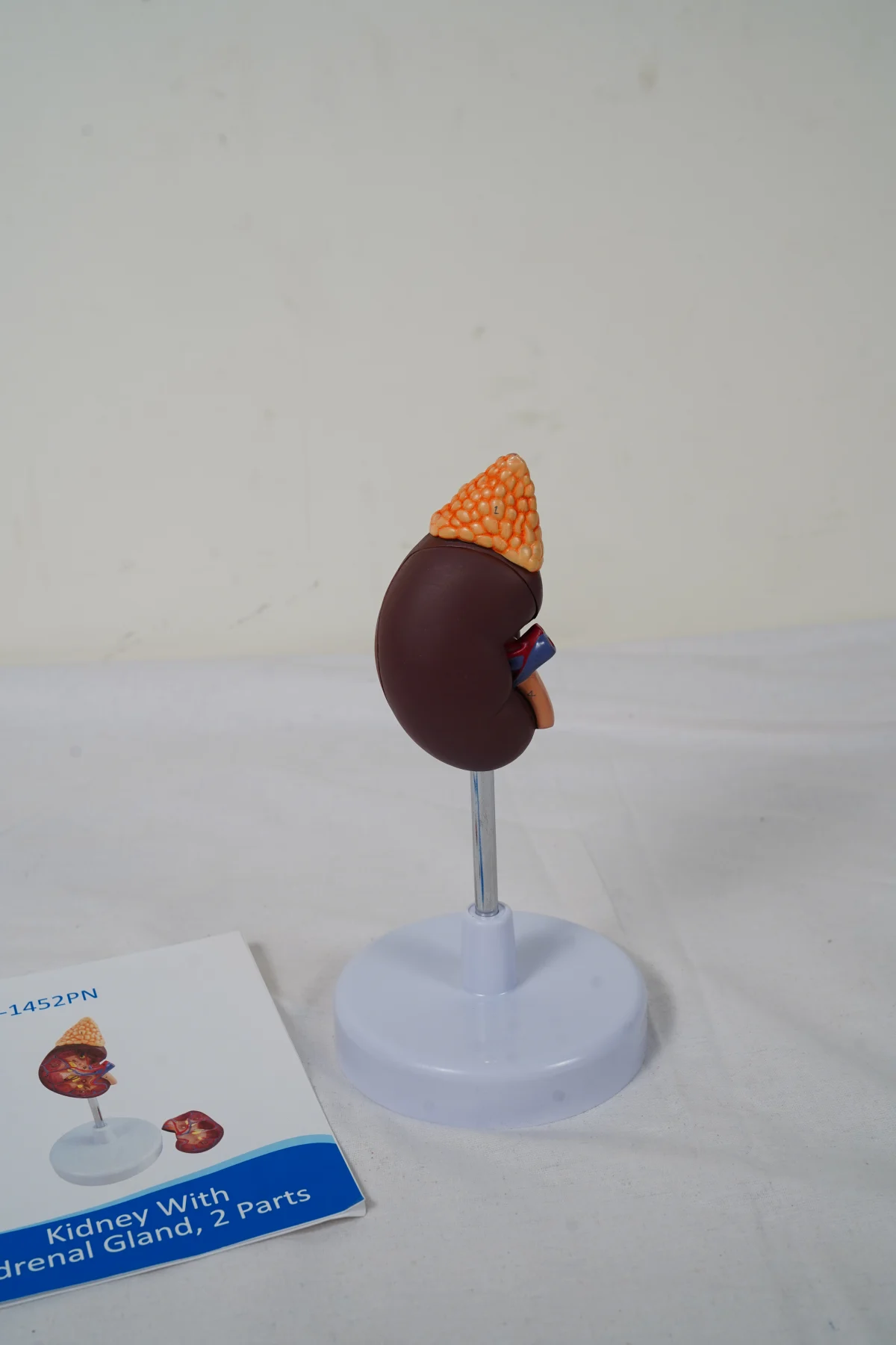 Kidney With Adrenal Gland 2 Parts thumbnail 8