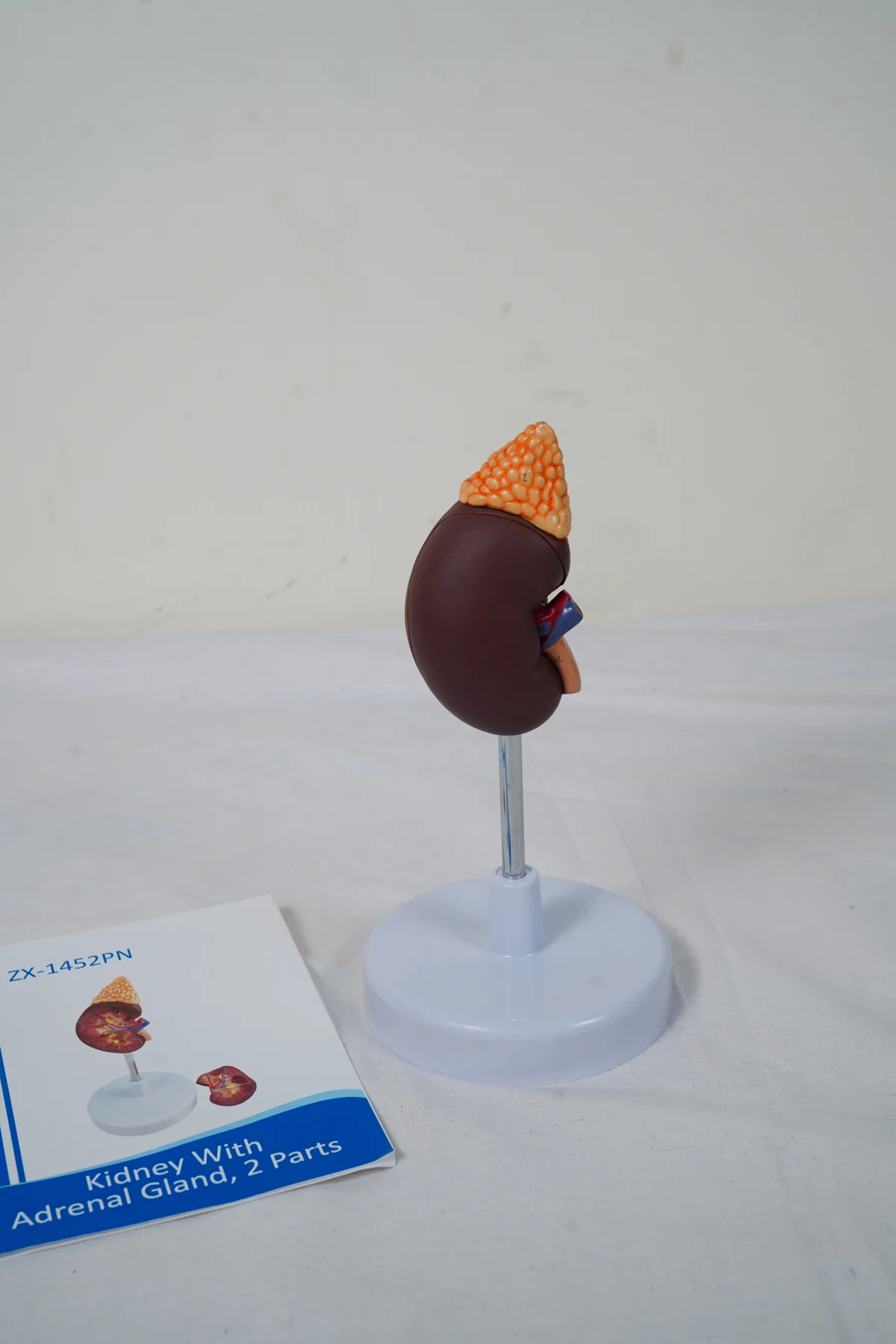 Kidney With Adrenal Gland 2 Parts thumbnail 9
