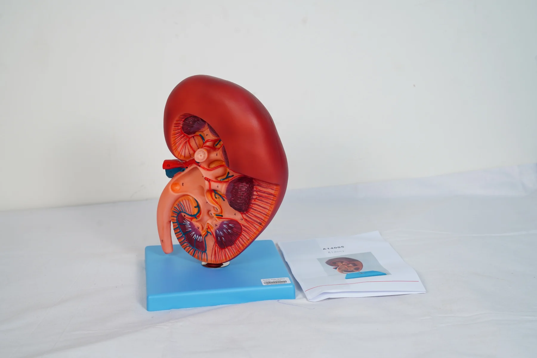 Kidney thumbnail 4