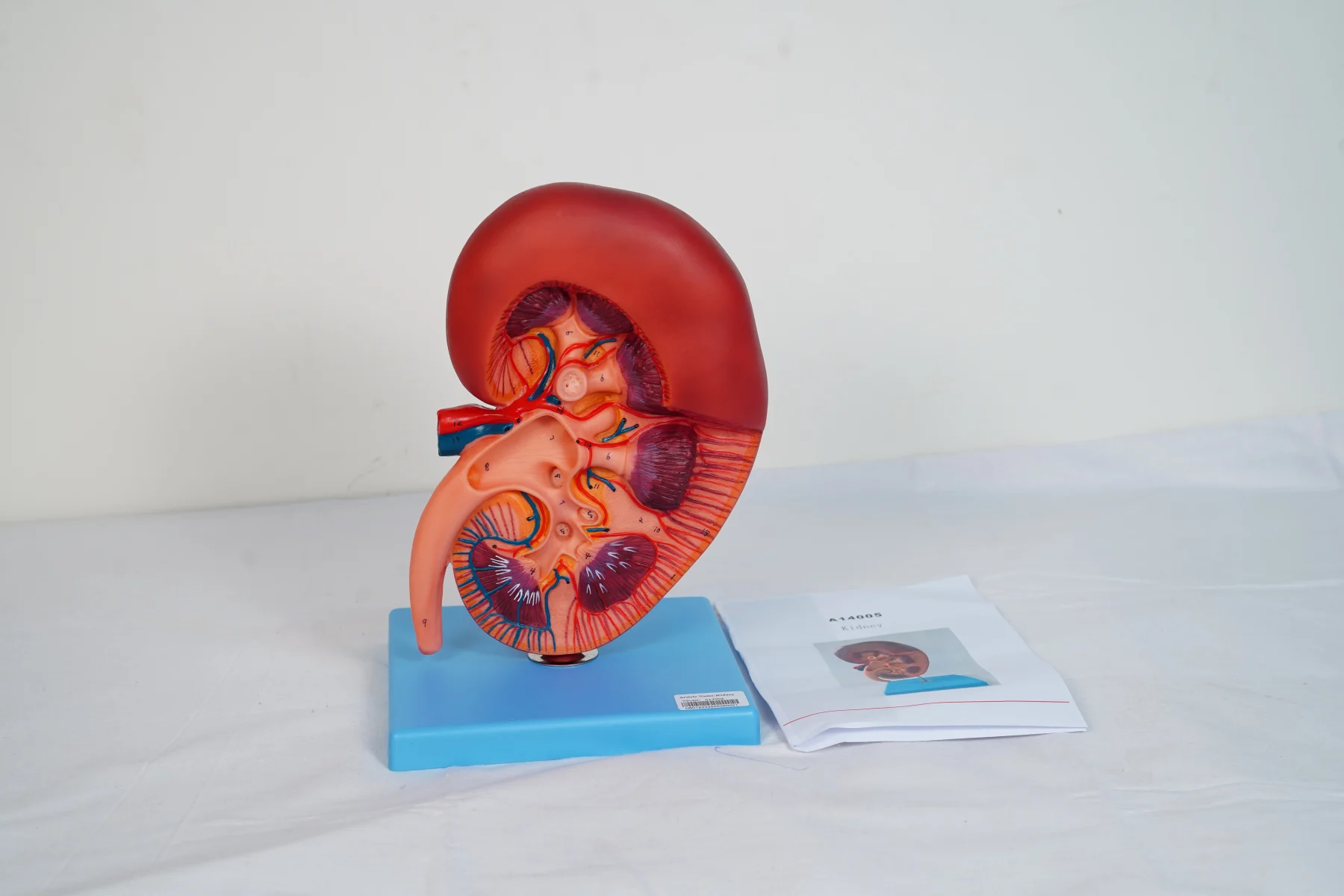 Kidney thumbnail 2
