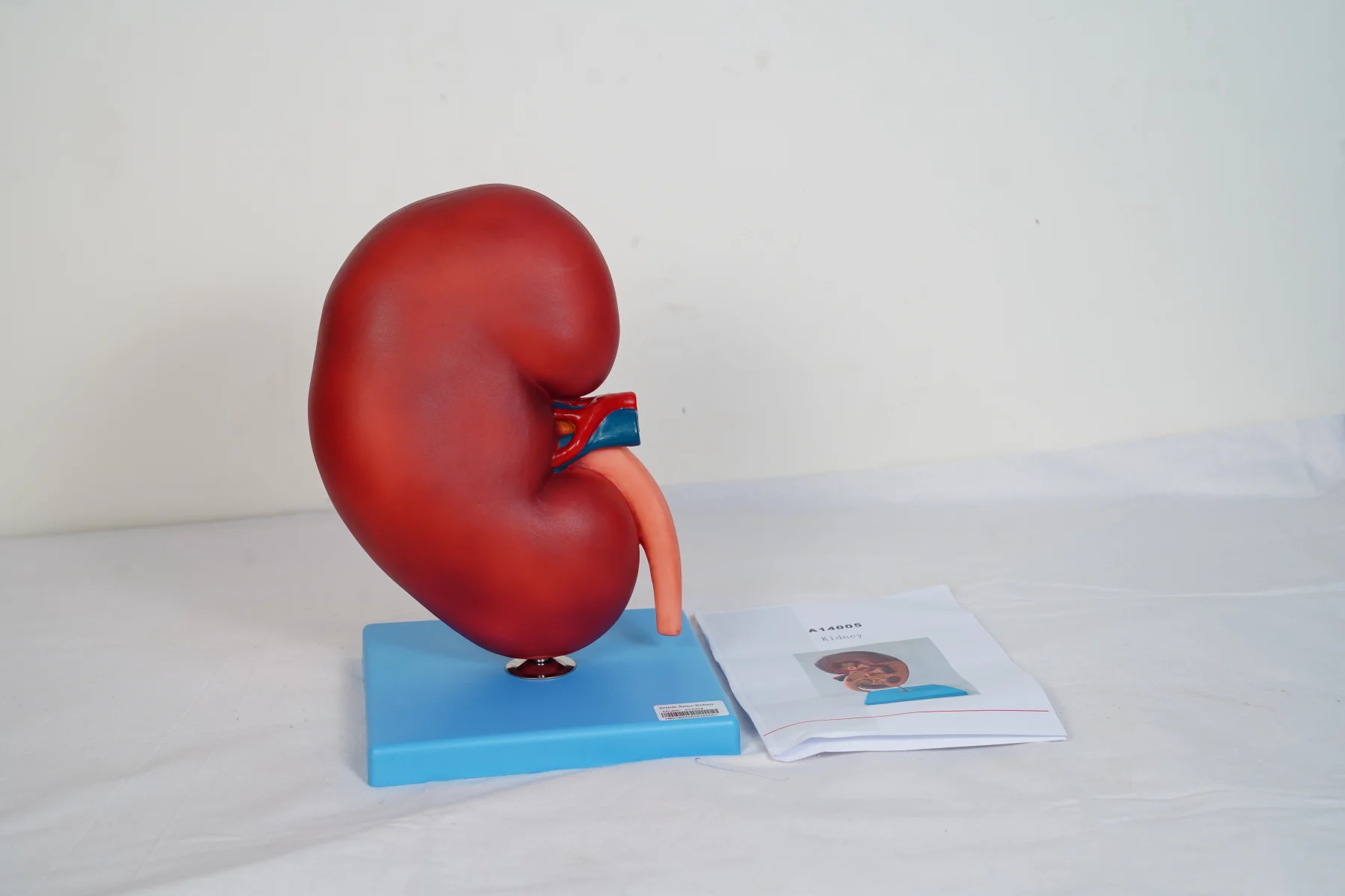 Kidney thumbnail 3