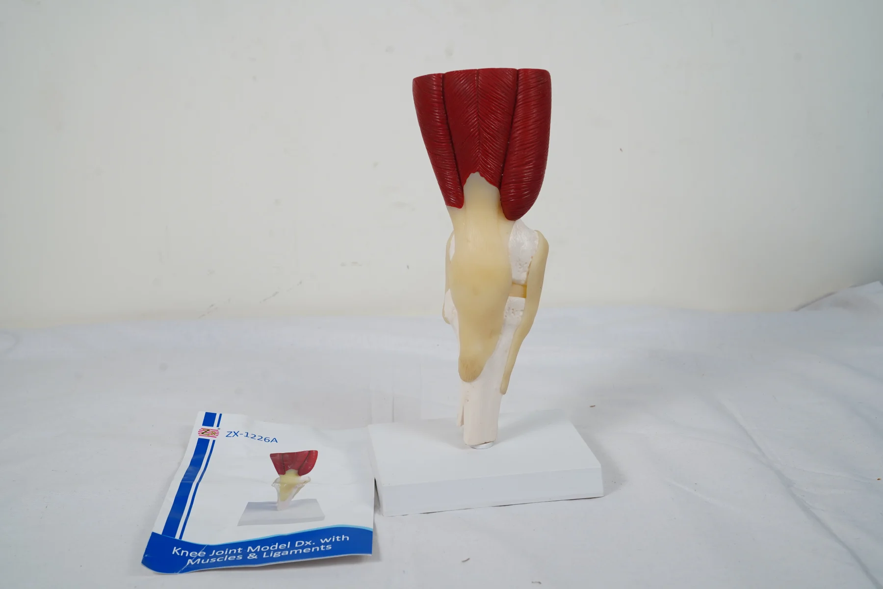 Knee Joint Model With Muscles and Ligaments thumbnail 6