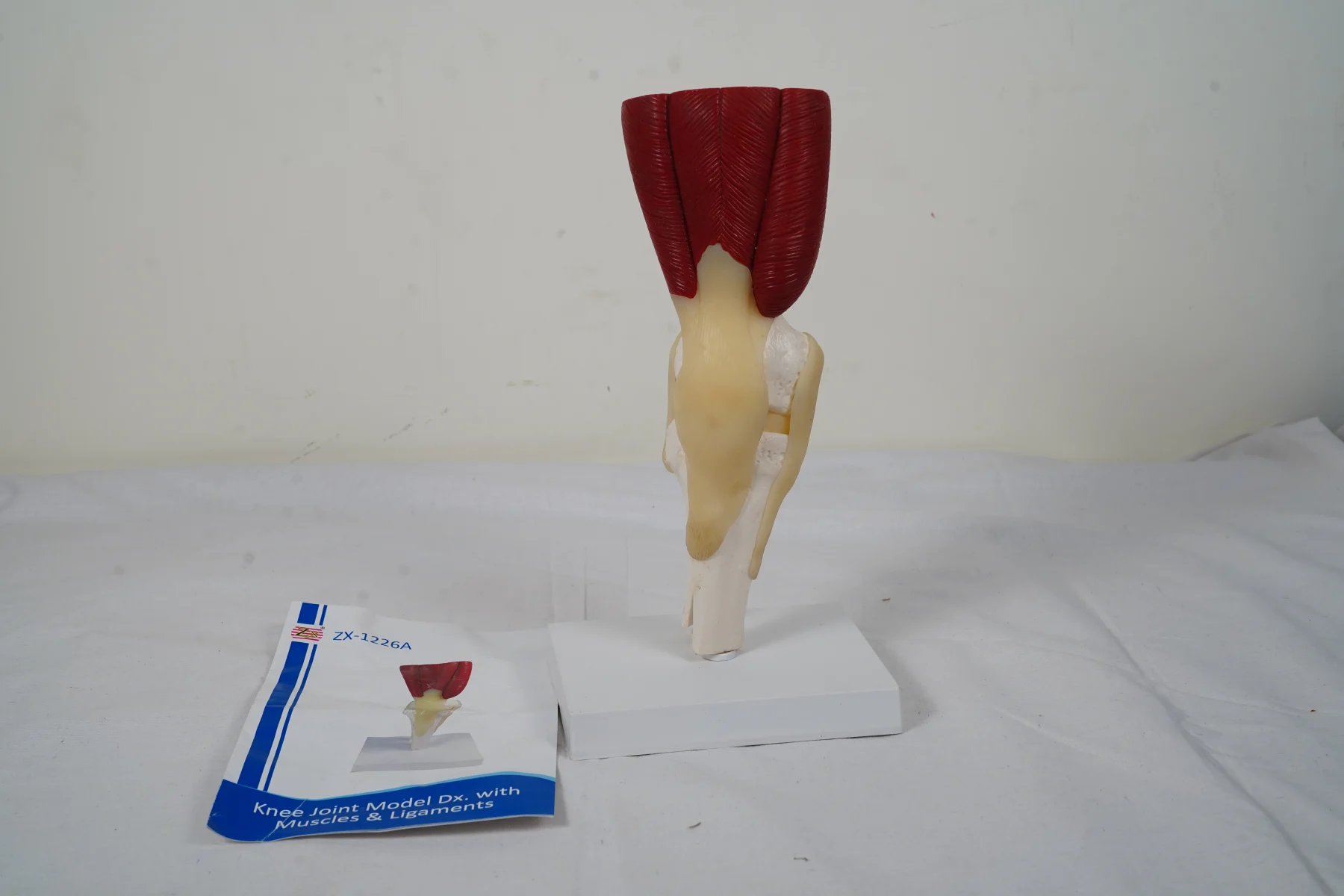 Knee Joint Model With Muscles and Ligaments