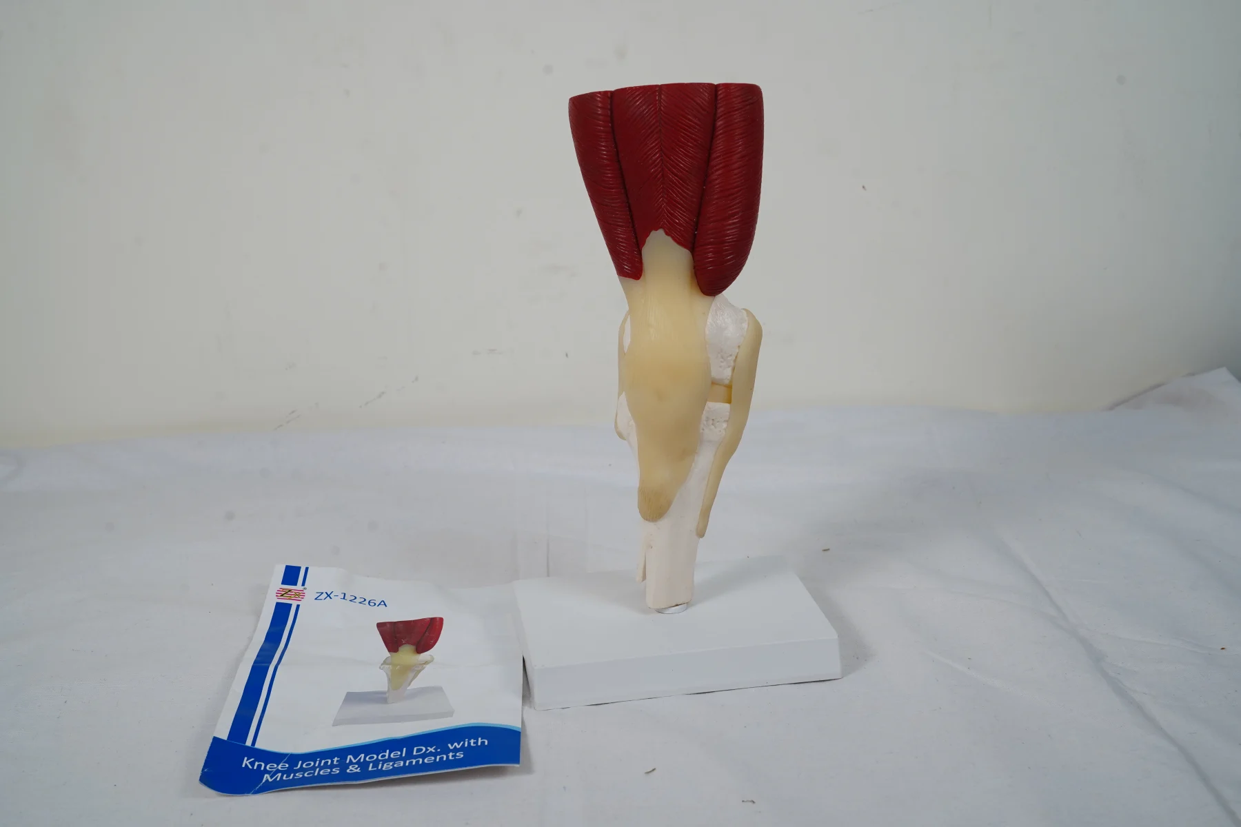 Knee Joint Model With Muscles and Ligaments thumbnail 2