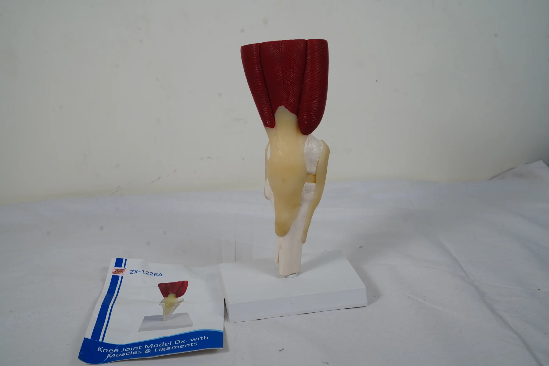 Knee Joint Model With Muscles and Ligaments thumbnail 3
