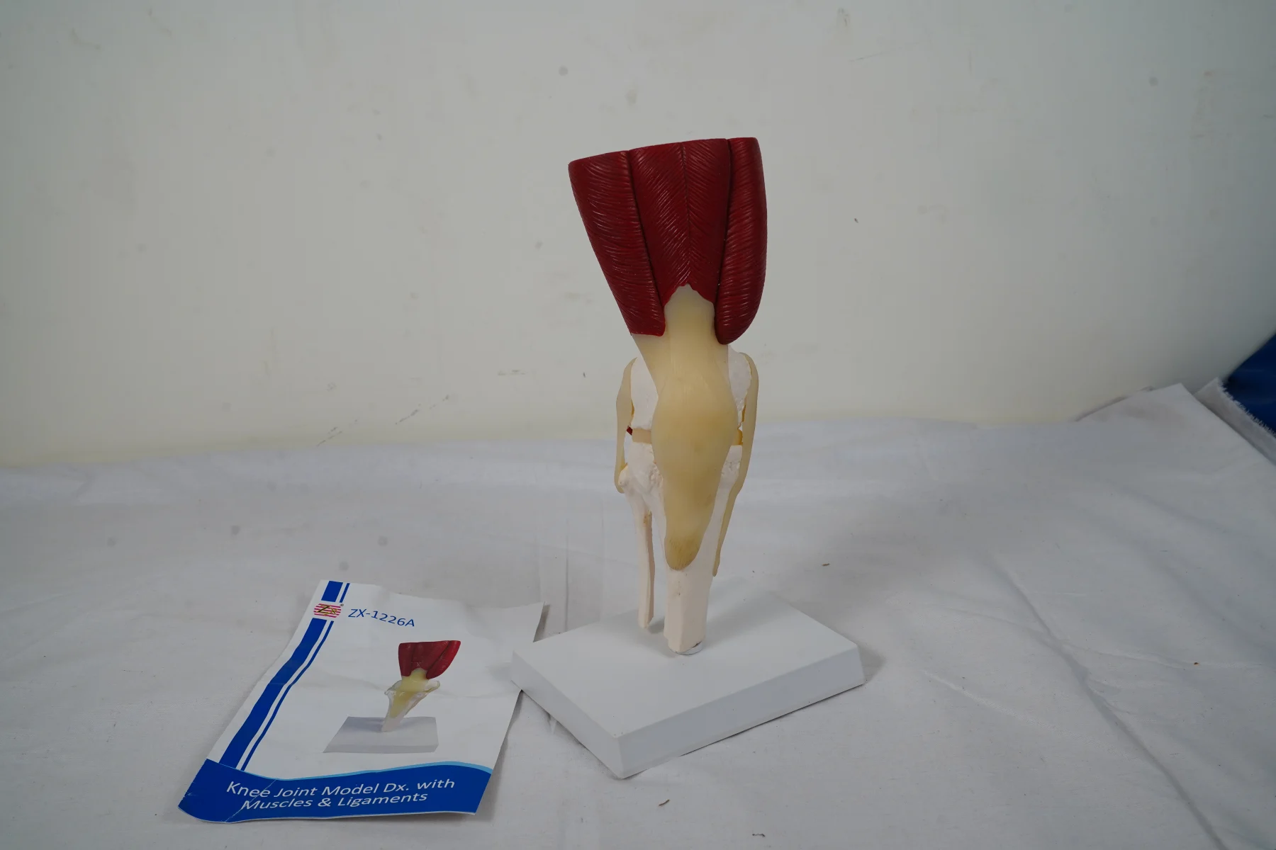 Knee Joint Model With Muscles and Ligaments thumbnail 4