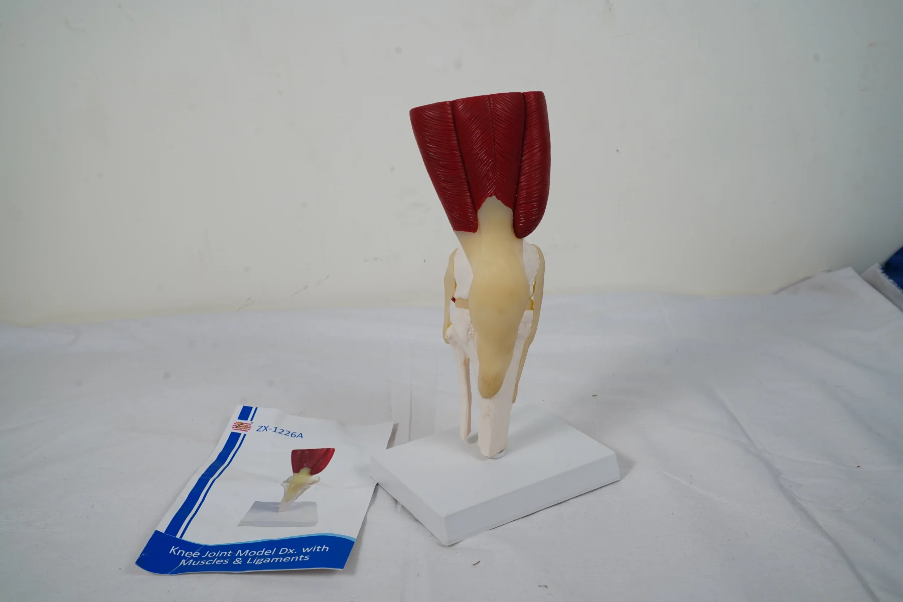 Knee Joint Model With Muscles and Ligaments thumbnail 5