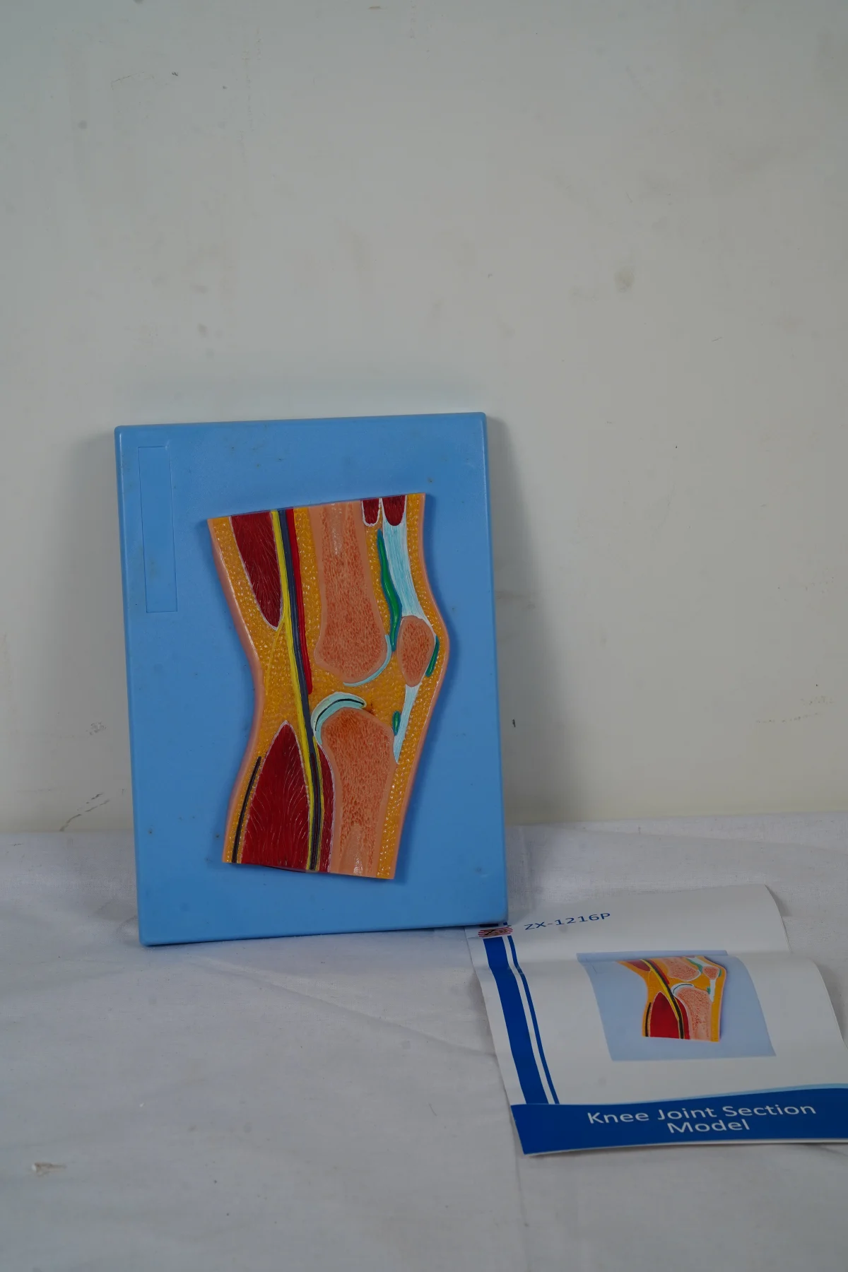 Knee Joint Section Model thumbnail 4