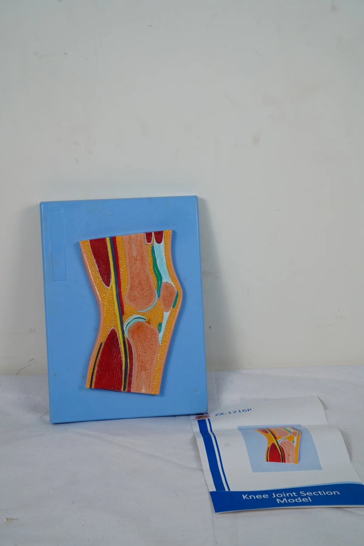 Knee Joint Section Model