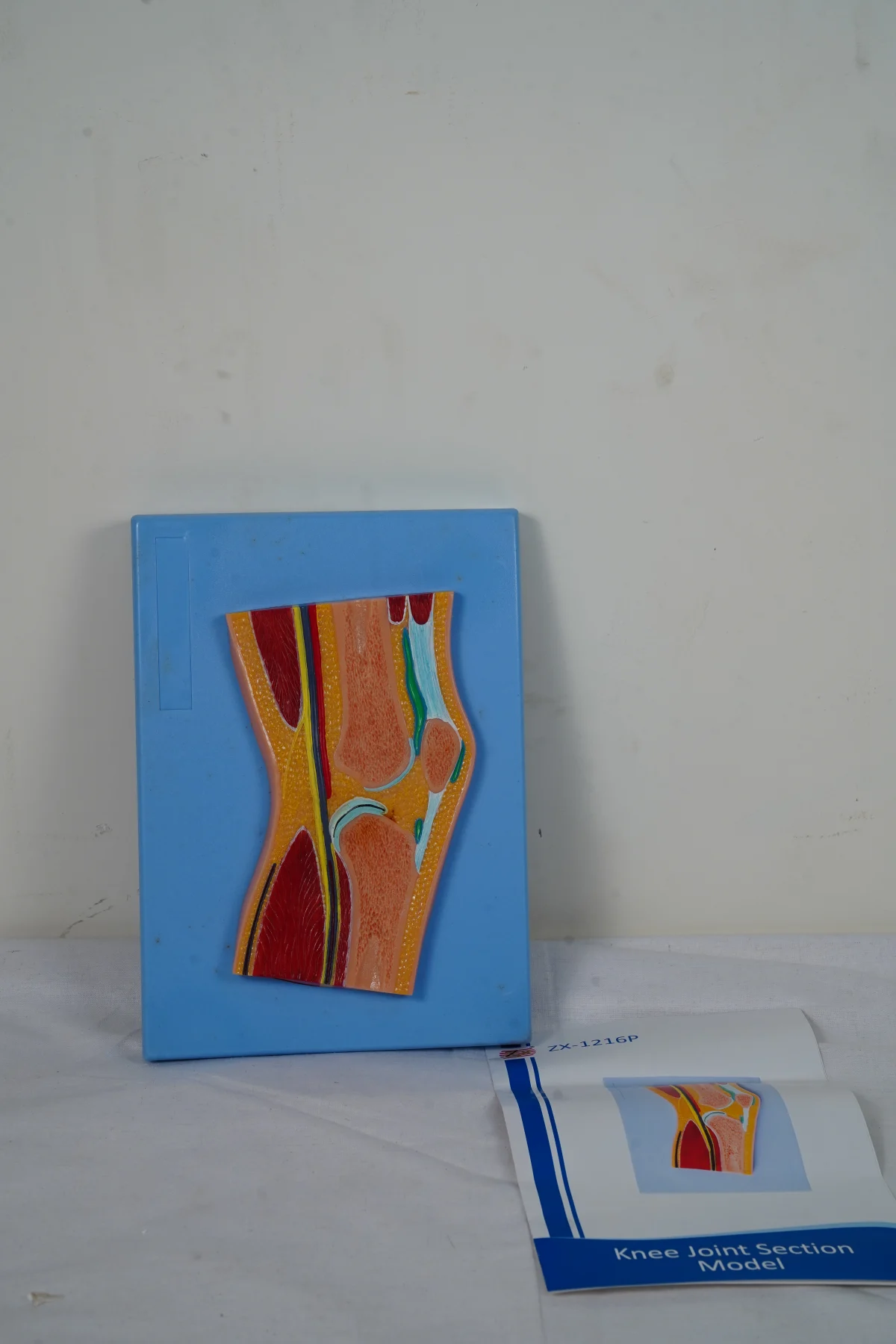 Knee Joint Section Model thumbnail 2